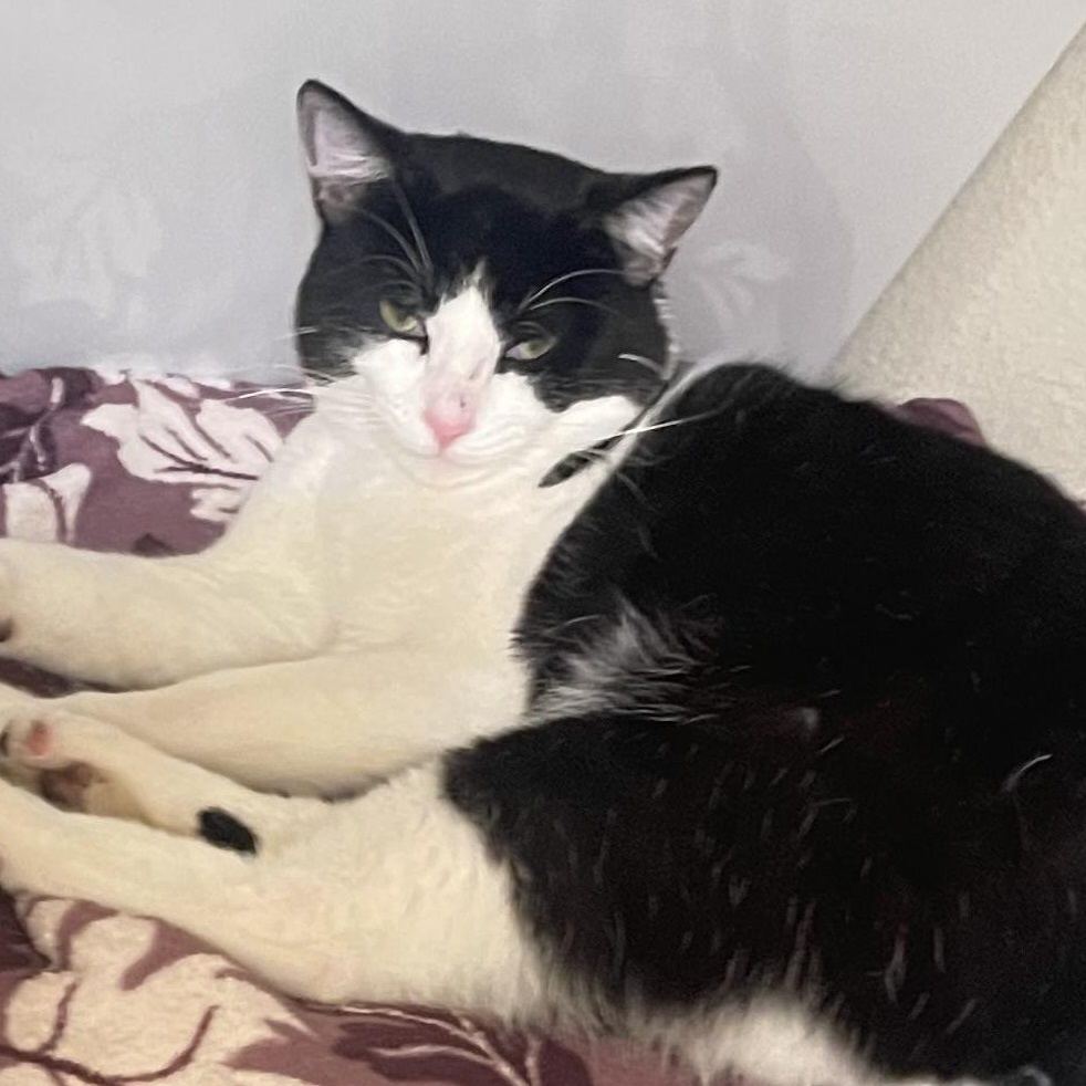Miki, Bonded to Tito, a Adoptable Domestic Short Hair in Renton , WA image 5/6