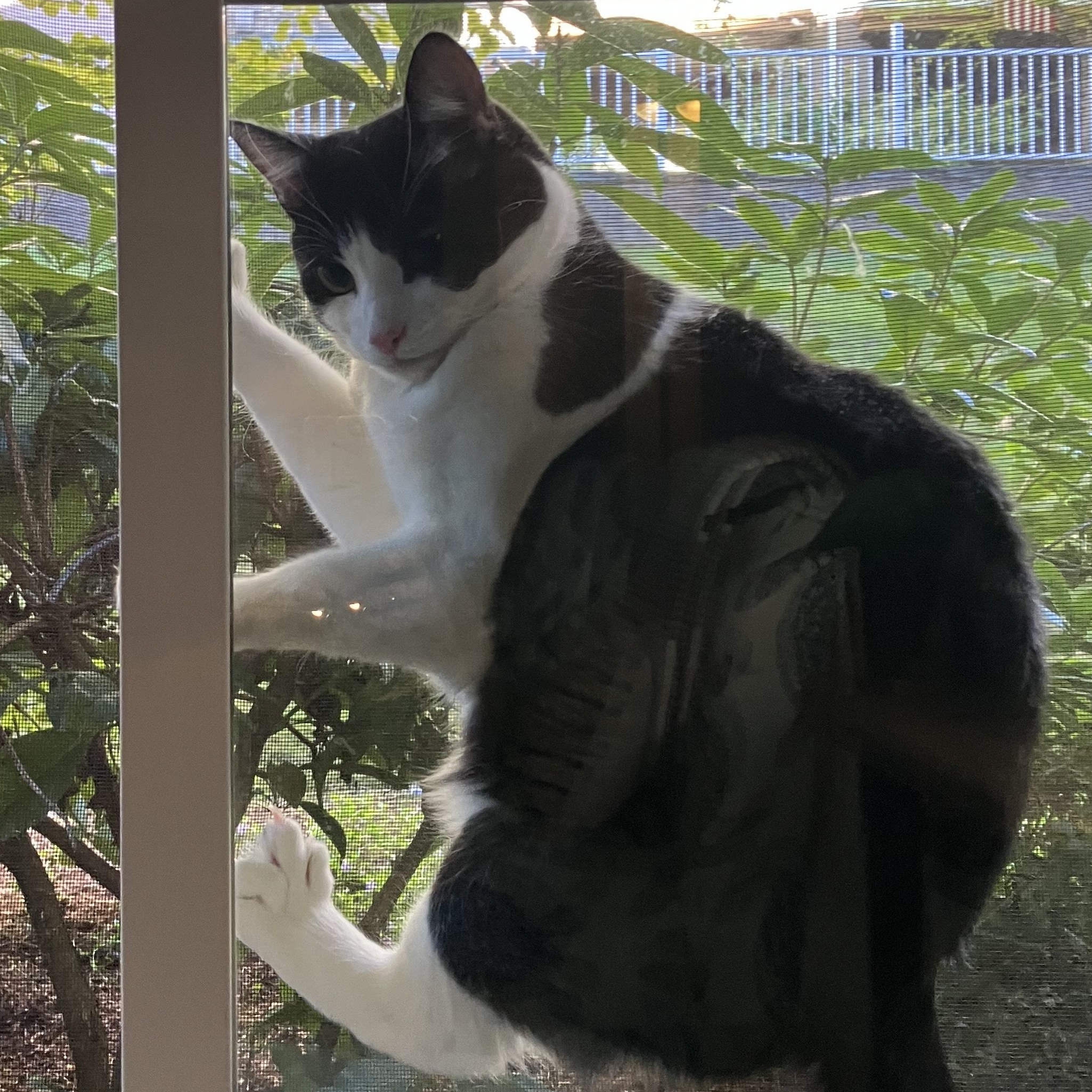 Miki, Bonded to Tito, a Adoptable Domestic Short Hair in Renton , WA image 6/6