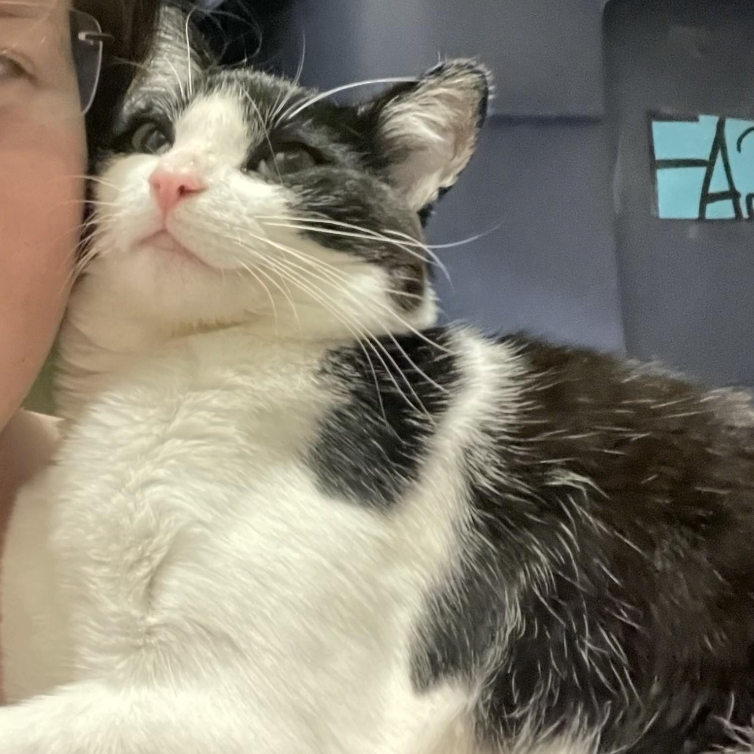 Miki, Bonded to Tito, a Adoptable Domestic Short Hair in Renton , WA image 3/6