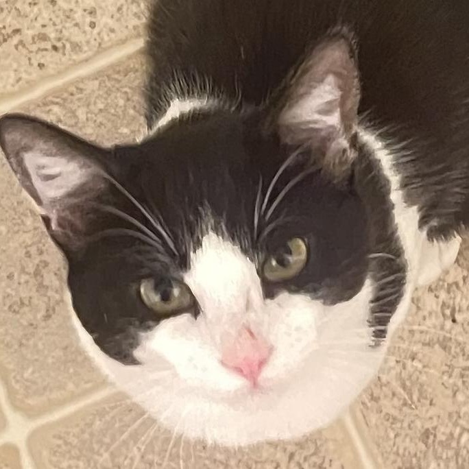 Miki, Bonded to Tito, Adoptable, Adult Male Domestic Short Hair.
