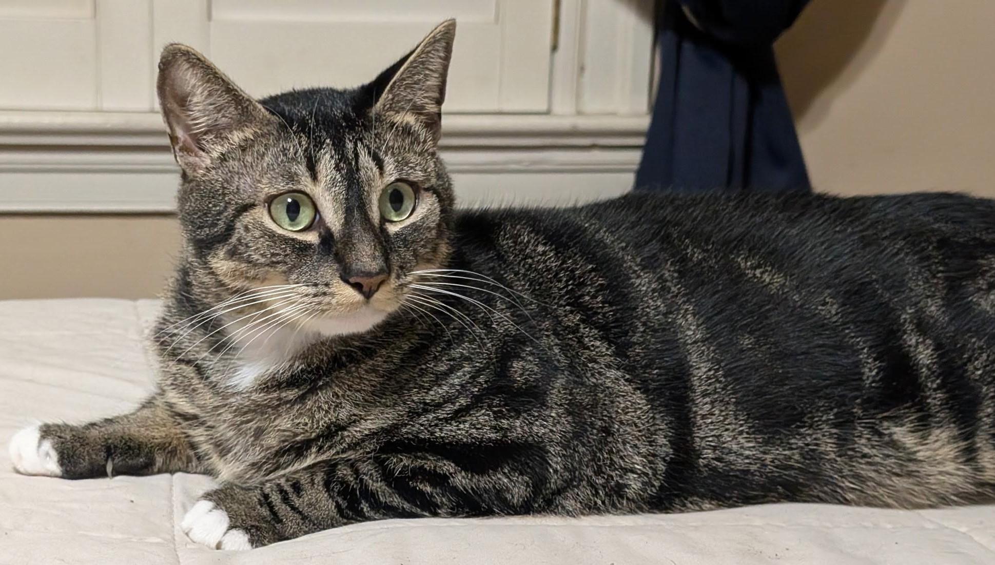 Kie, ADOPTABLE, Young Male Tabby.