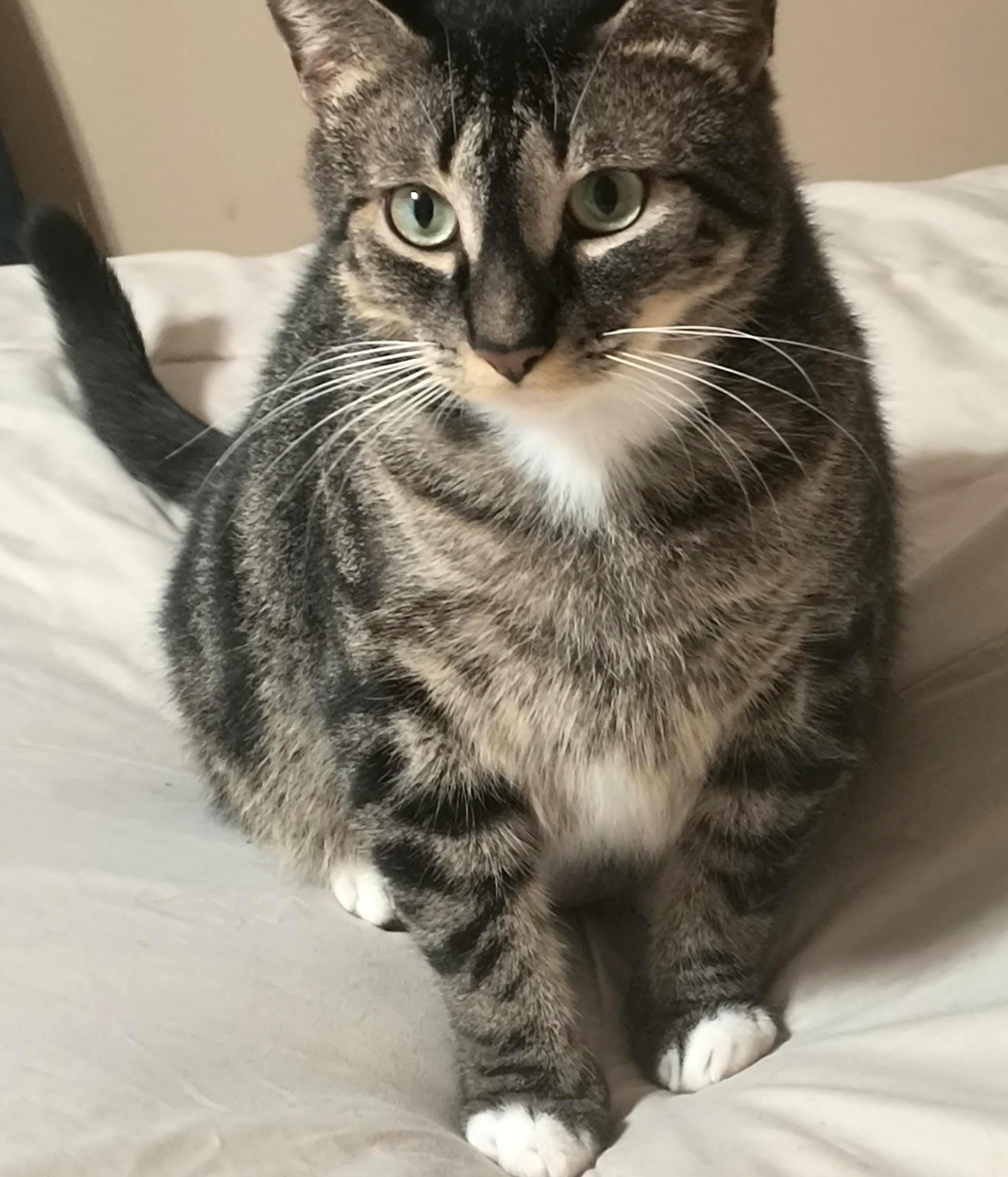 Kie, a ADOPTABLE Tabby in Jamaica Plain, MA image 2/2