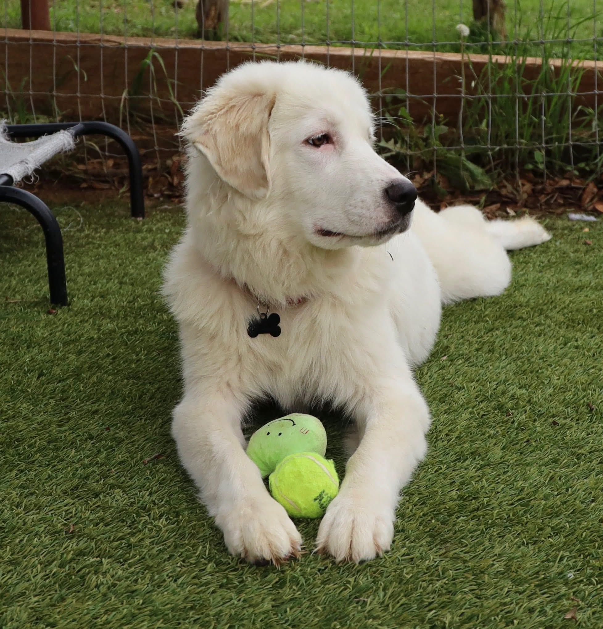 Enlarge Georgia, an adopted Great Pyrenees in Keller, TX image 2/6