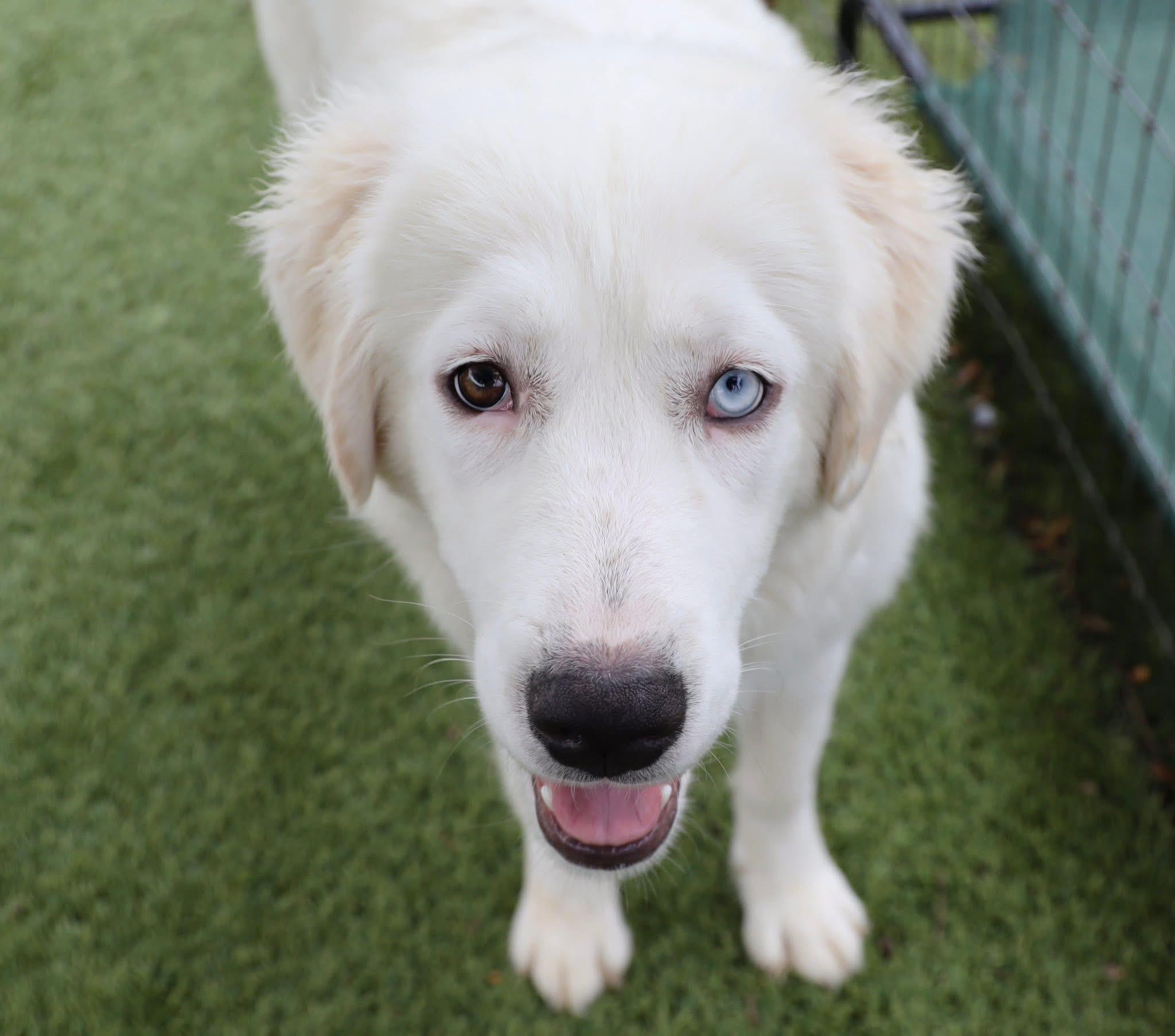 Enlarge Georgia, an adopted Great Pyrenees in Keller, TX image 4/6