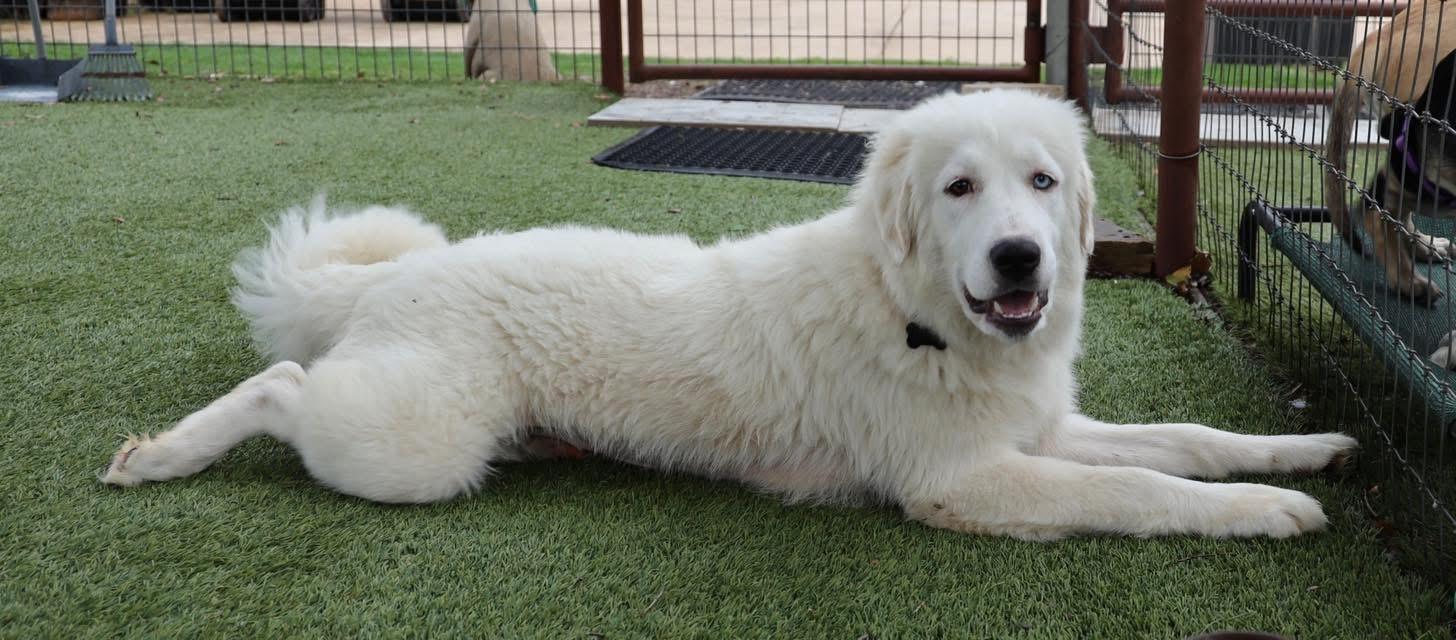 Enlarge Georgia, an adopted Great Pyrenees in Keller, TX image 3/6
