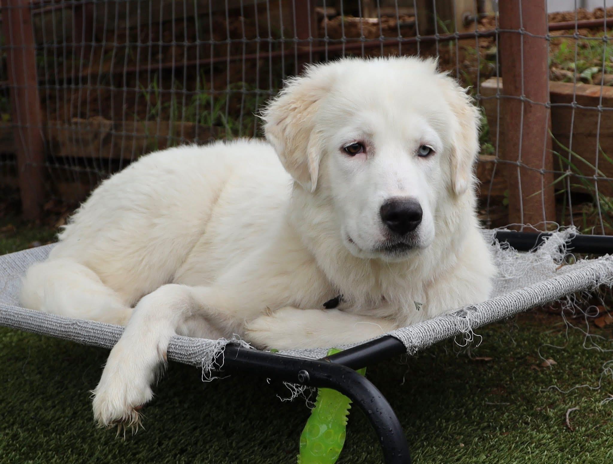 Enlarge Georgia, an adopted Great Pyrenees in Keller, TX image 5/6