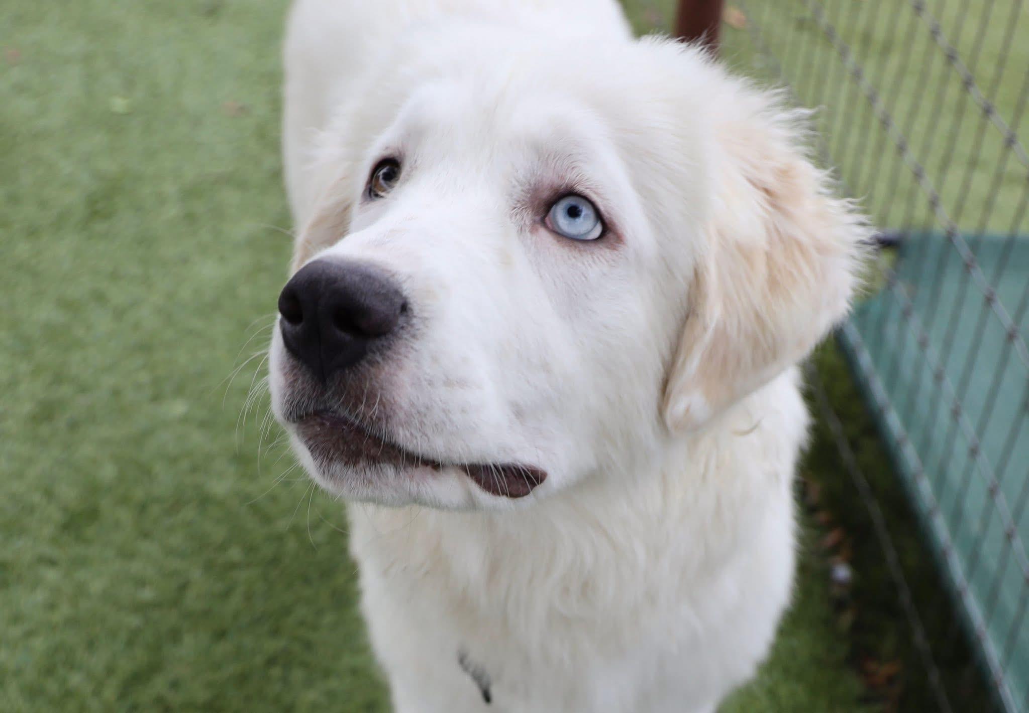 Enlarge Georgia, an adopted Great Pyrenees in Keller, TX image 6/6