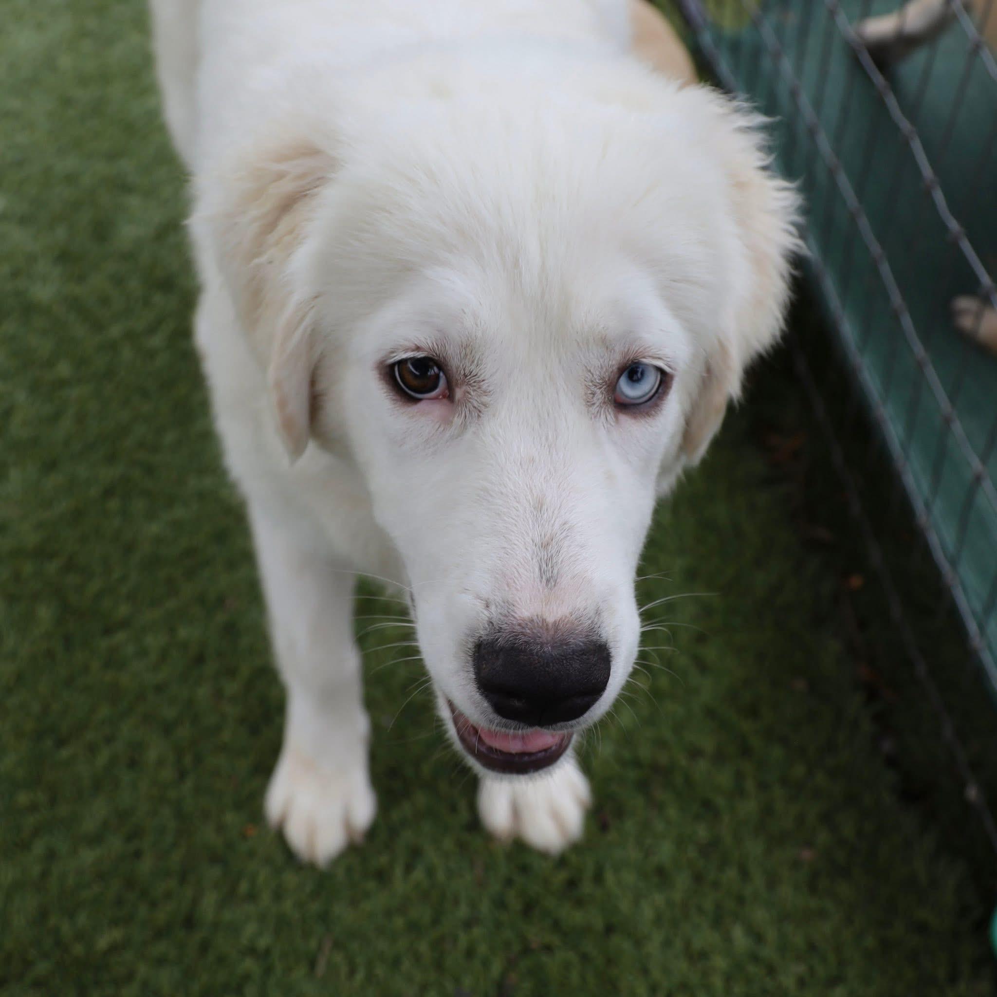 Enlarge Georgia, an adopted Great Pyrenees in Keller, TX image 1/6