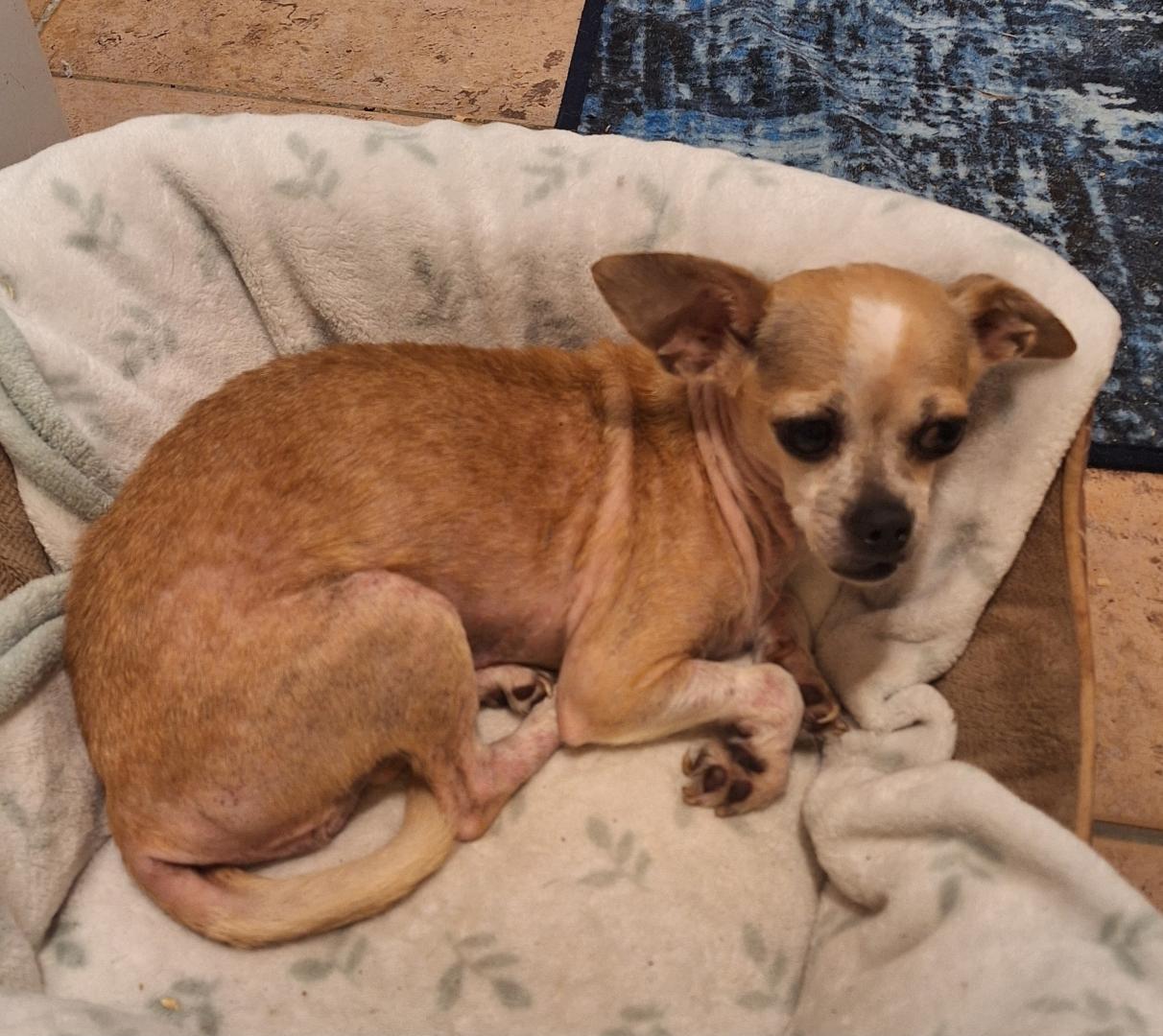 Enlarge Candy, an adopted mixed breed in Melbourne, AR image 2/2