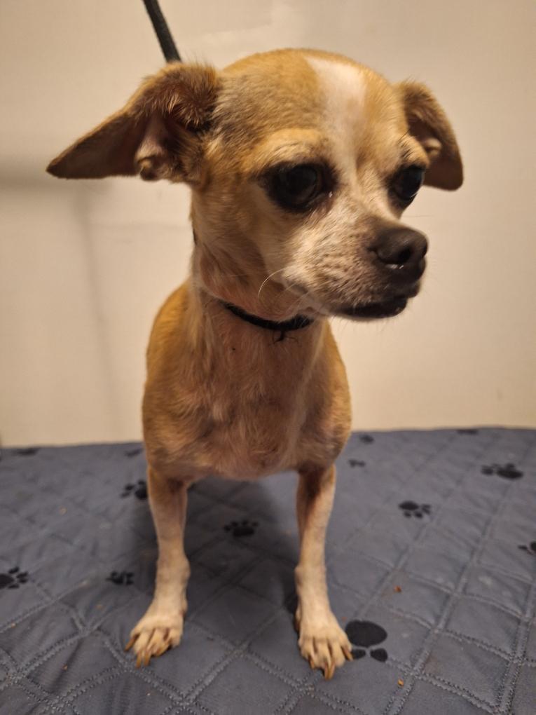 Candy, adopted, Adult Female Chihuahua.