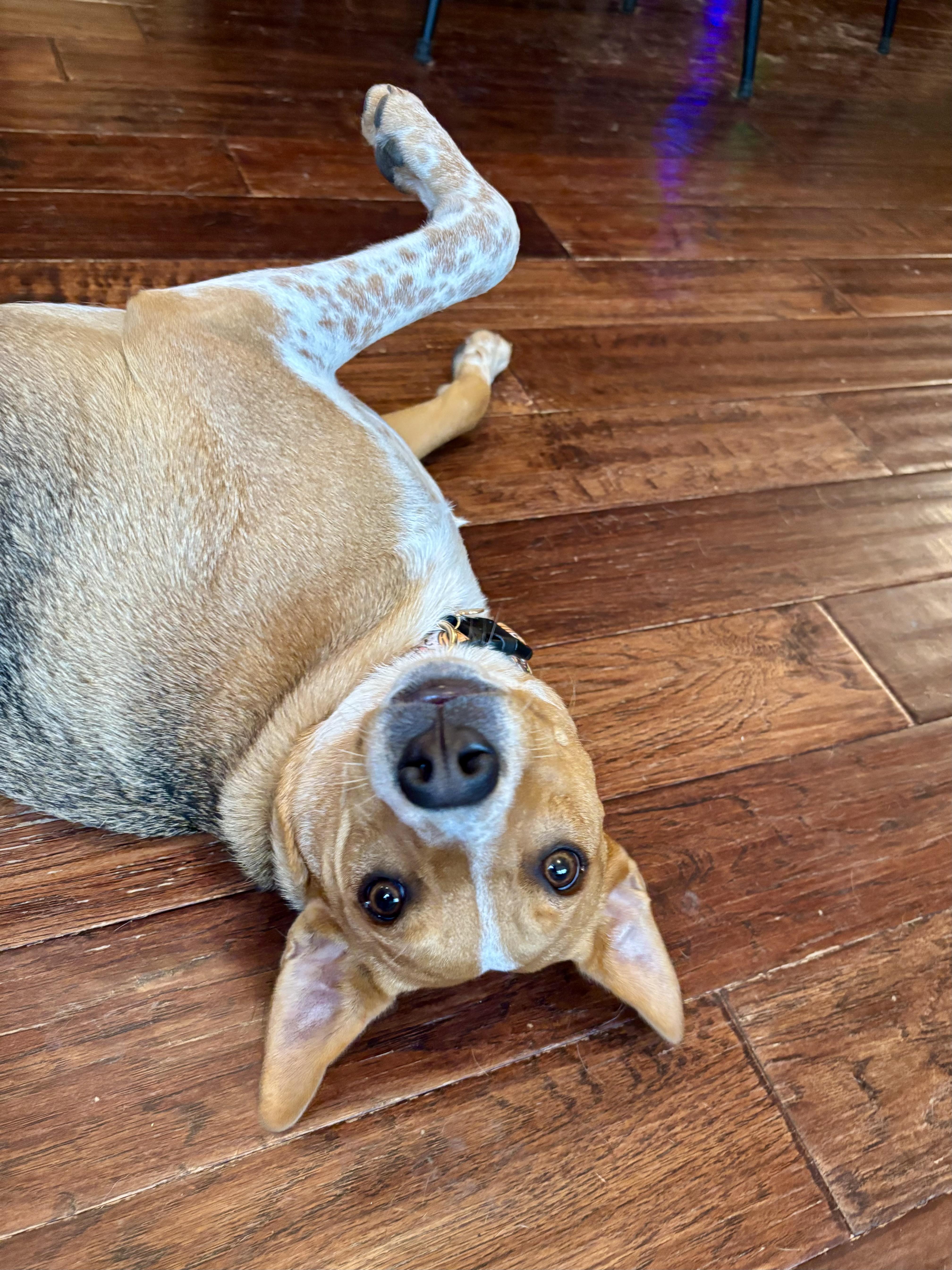 Enlarge Simone, a Adoptable mixed breed in Oswego, IL image 2/6