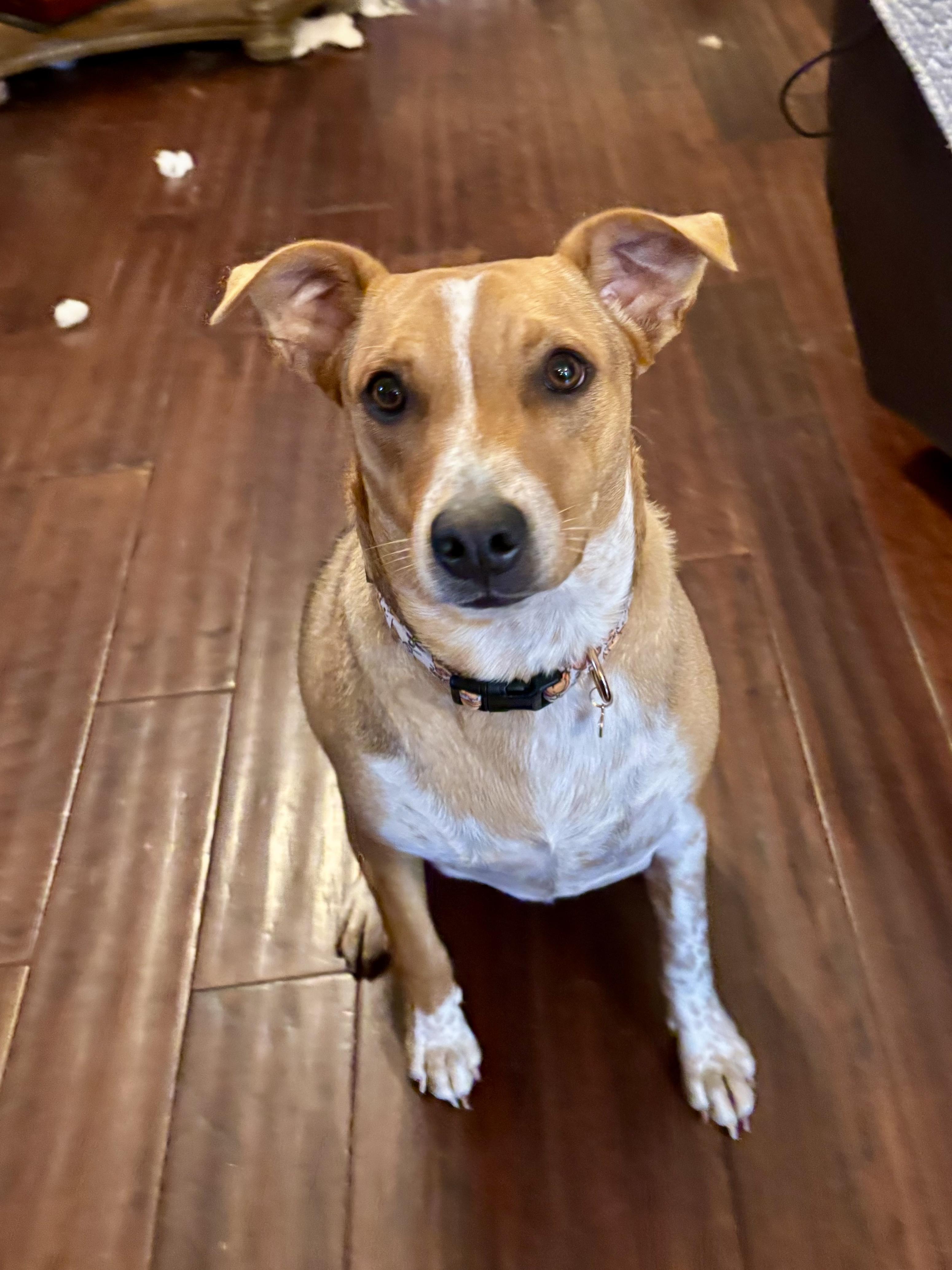 Enlarge Simone, a Adoptable mixed breed in Oswego, IL image 5/6