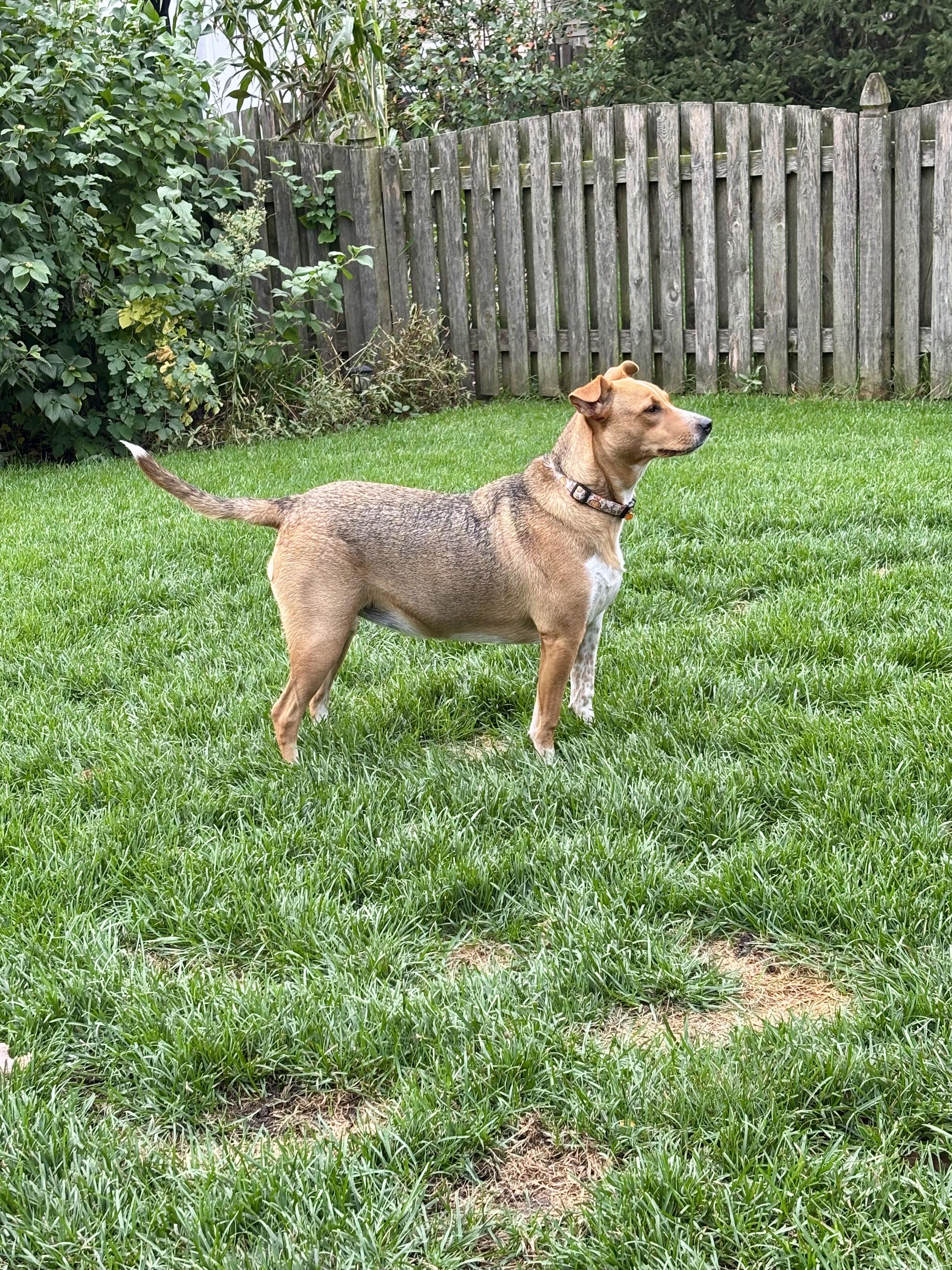 Enlarge Simone, a Adoptable mixed breed in Oswego, IL image 4/6