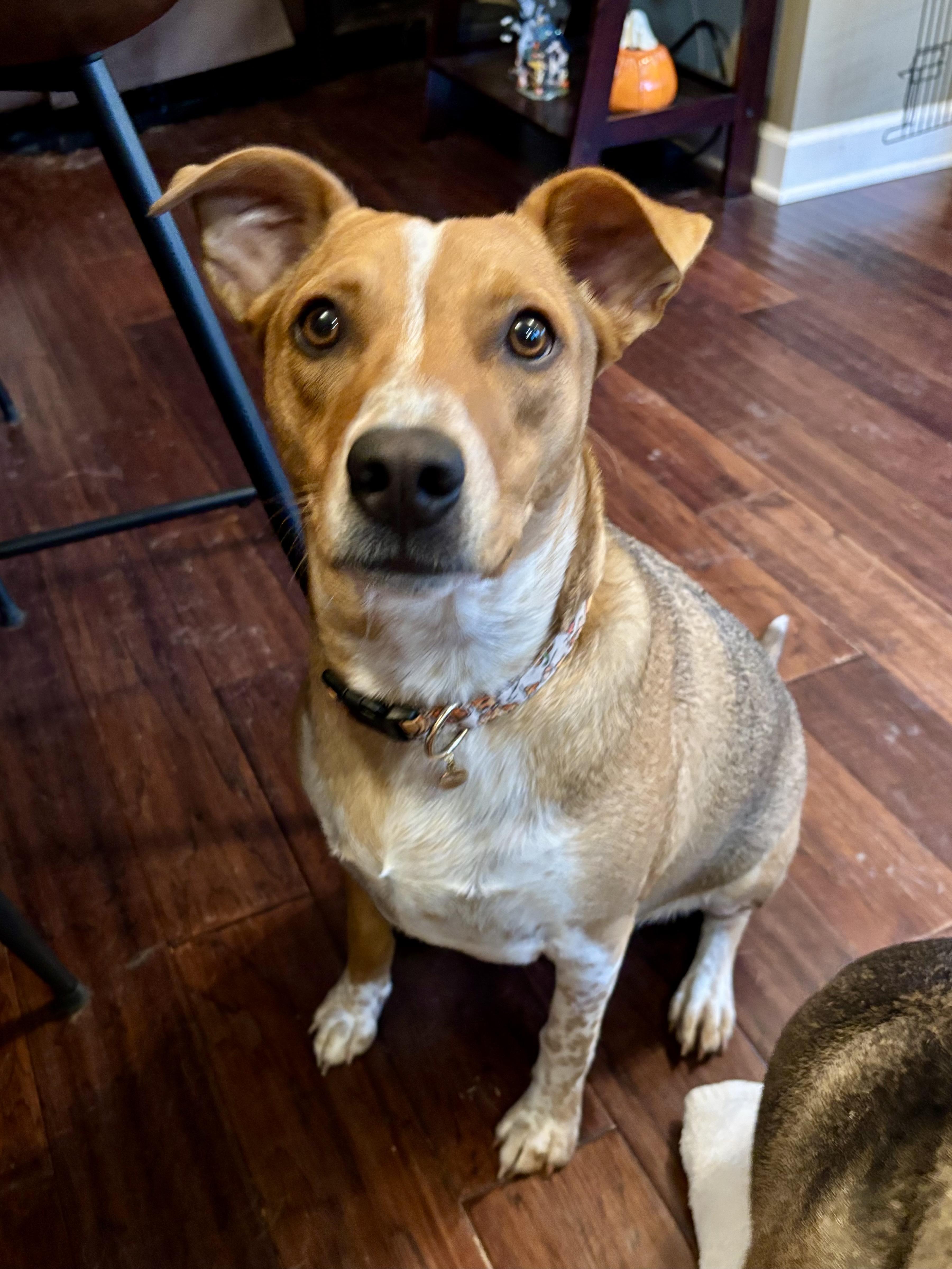 Enlarge Simone, a Adoptable mixed breed in Oswego, IL image 1/6