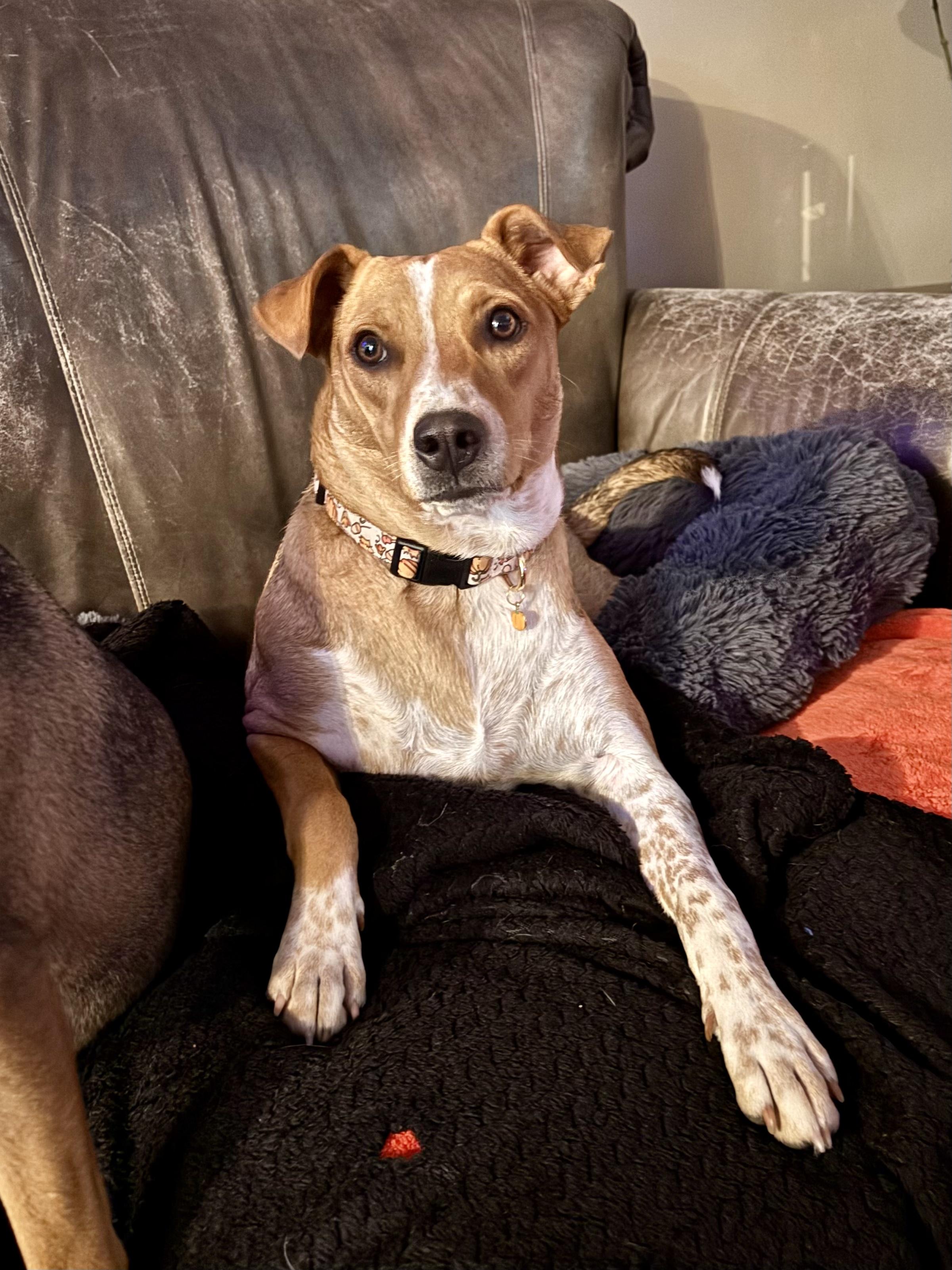 Enlarge Simone, a Adoptable mixed breed in Oswego, IL image 3/6