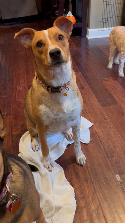 Enlarge Simone, a Adoptable mixed breed in Oswego, IL video 6/6
