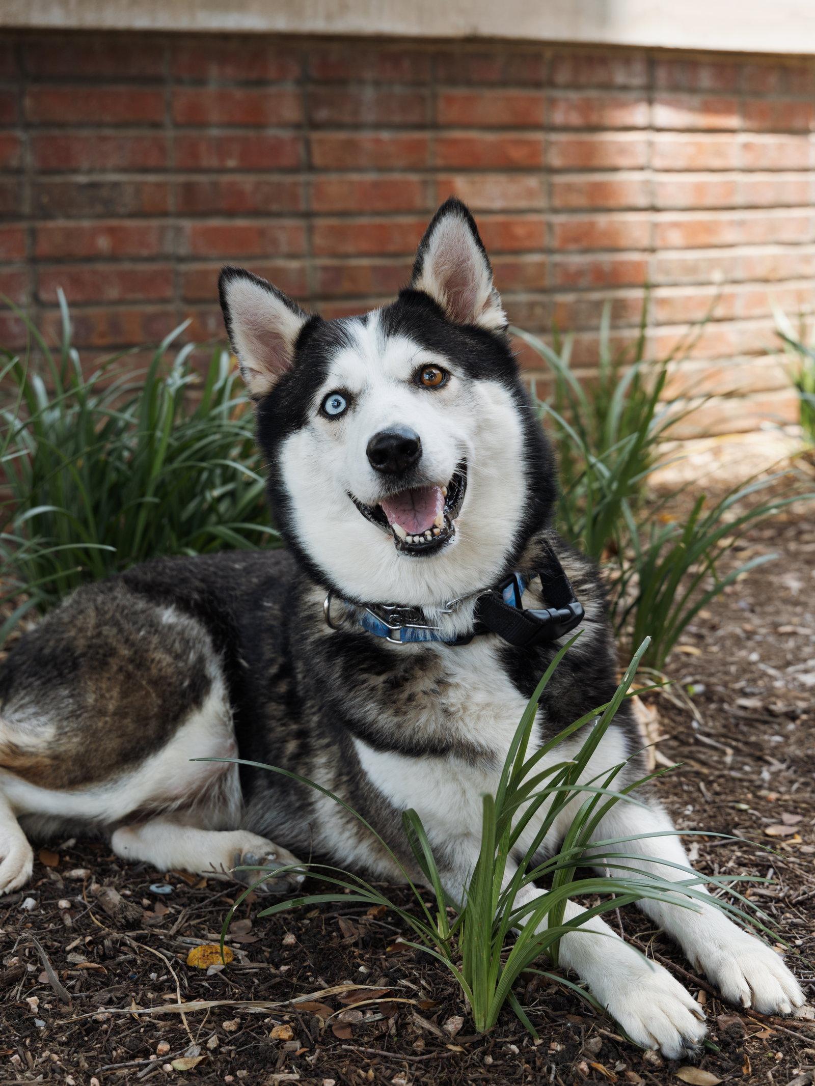 Lilith, Adoptable, Adult Female Siberian Husky.