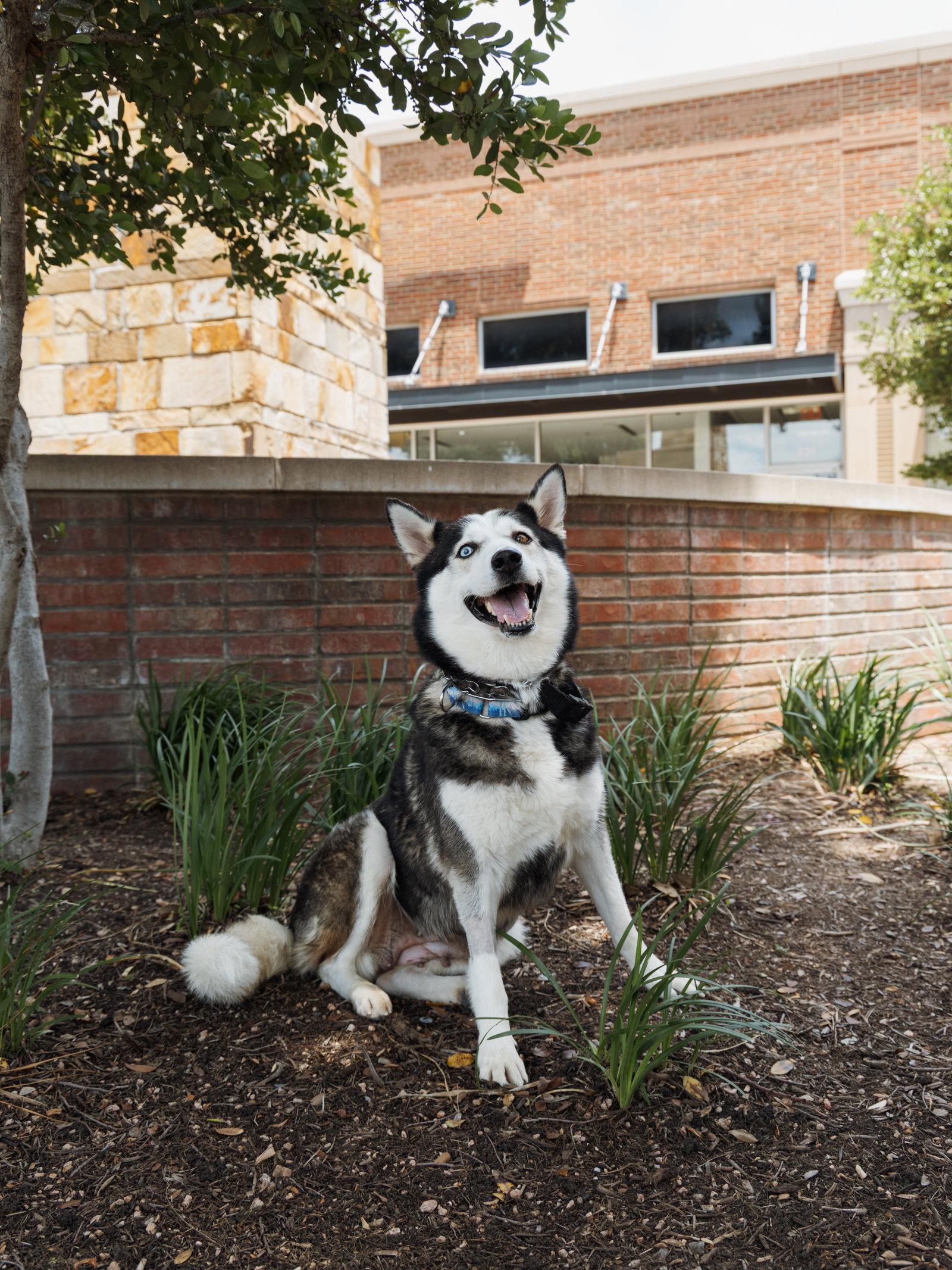 Lilith, a Adoptable Siberian Husky in Carrollton, TX image 2/3