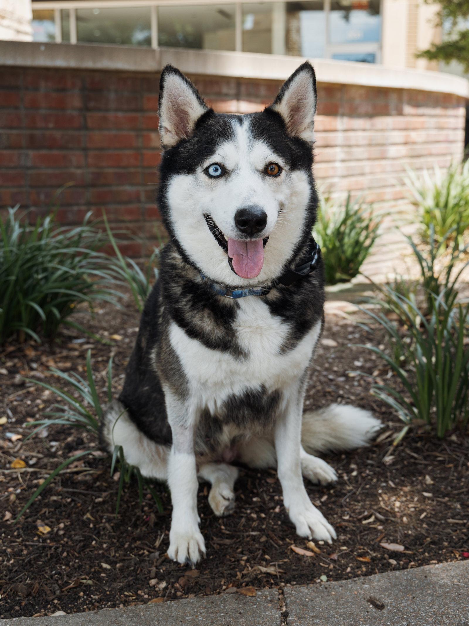 Lilith, a Adoptable Siberian Husky in Carrollton, TX image 3/3