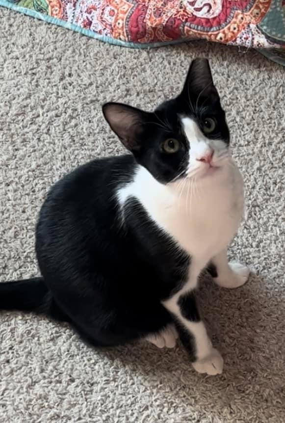 Meeko