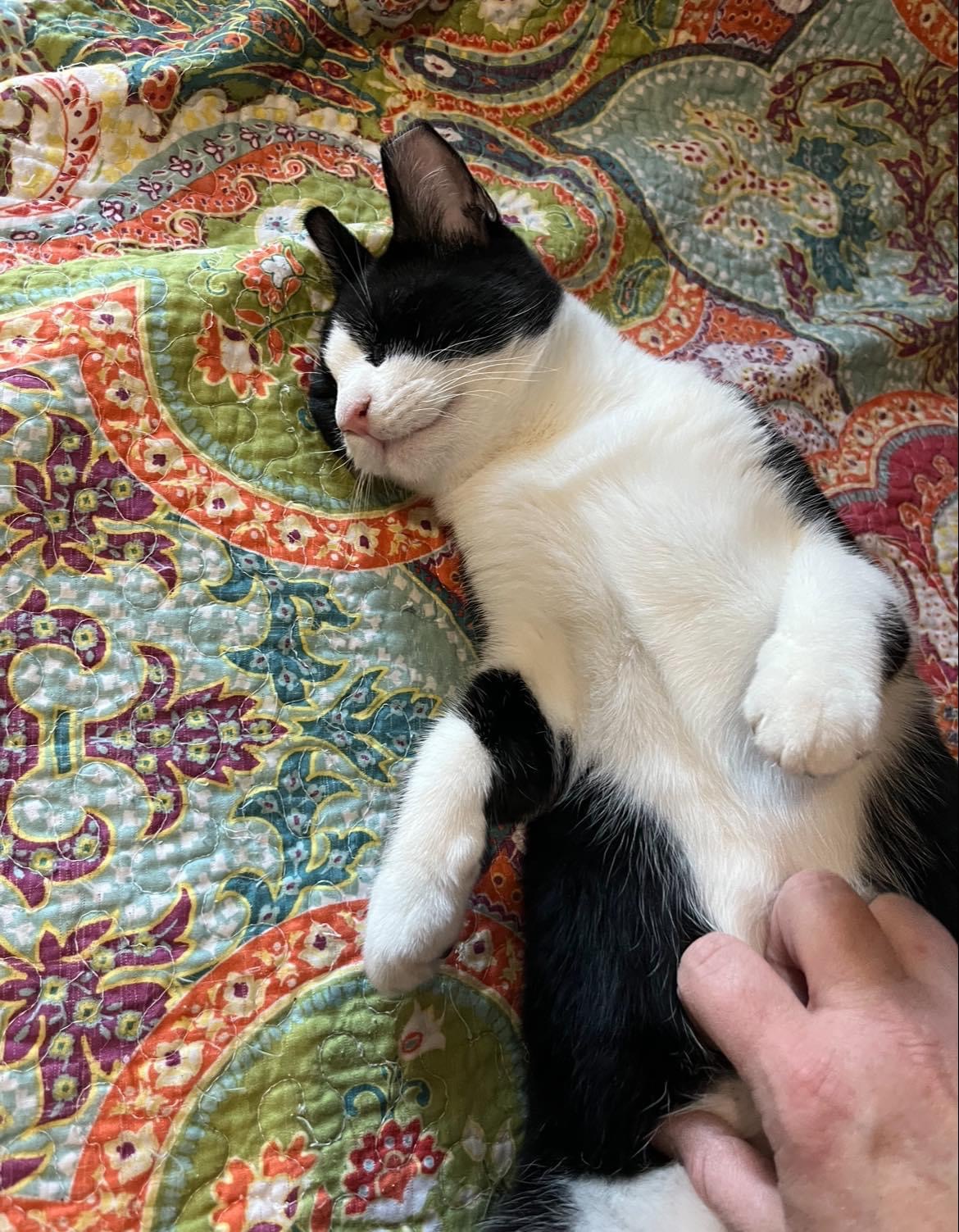 Meeko