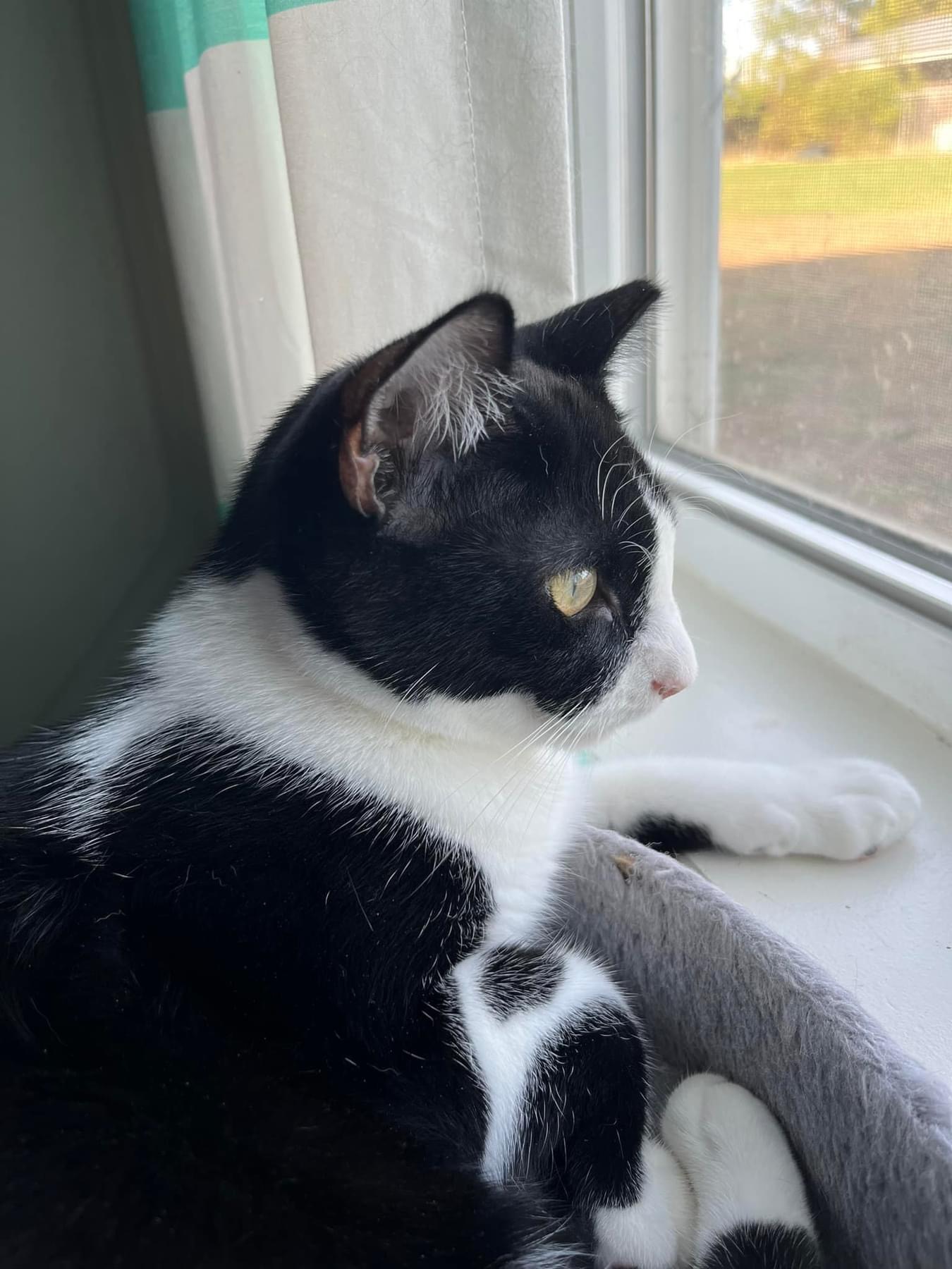 Meeko