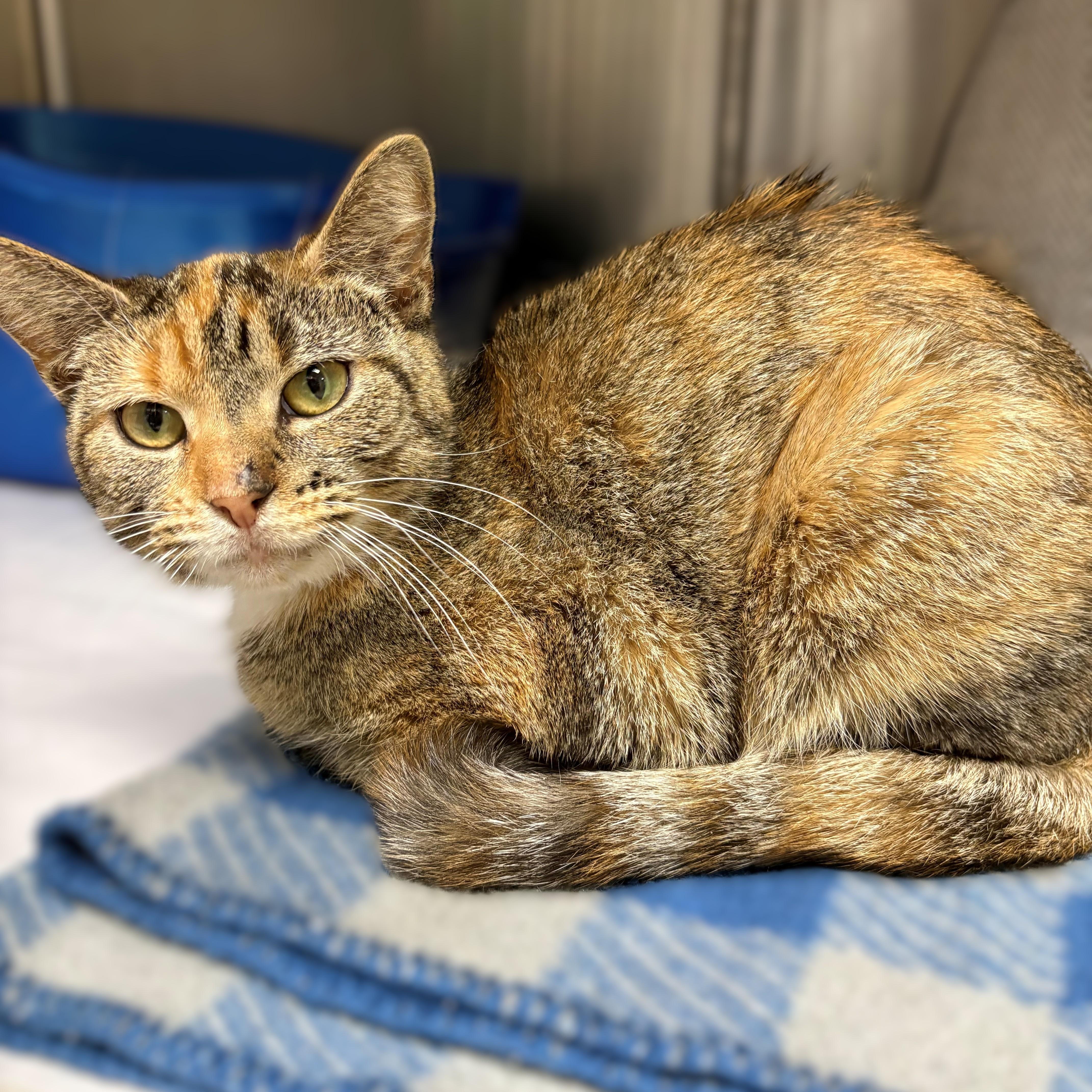 Enlarge Two Socks- #50452, a ADOPTABLE Domestic Short Hair in Columbia, MD image 1/3