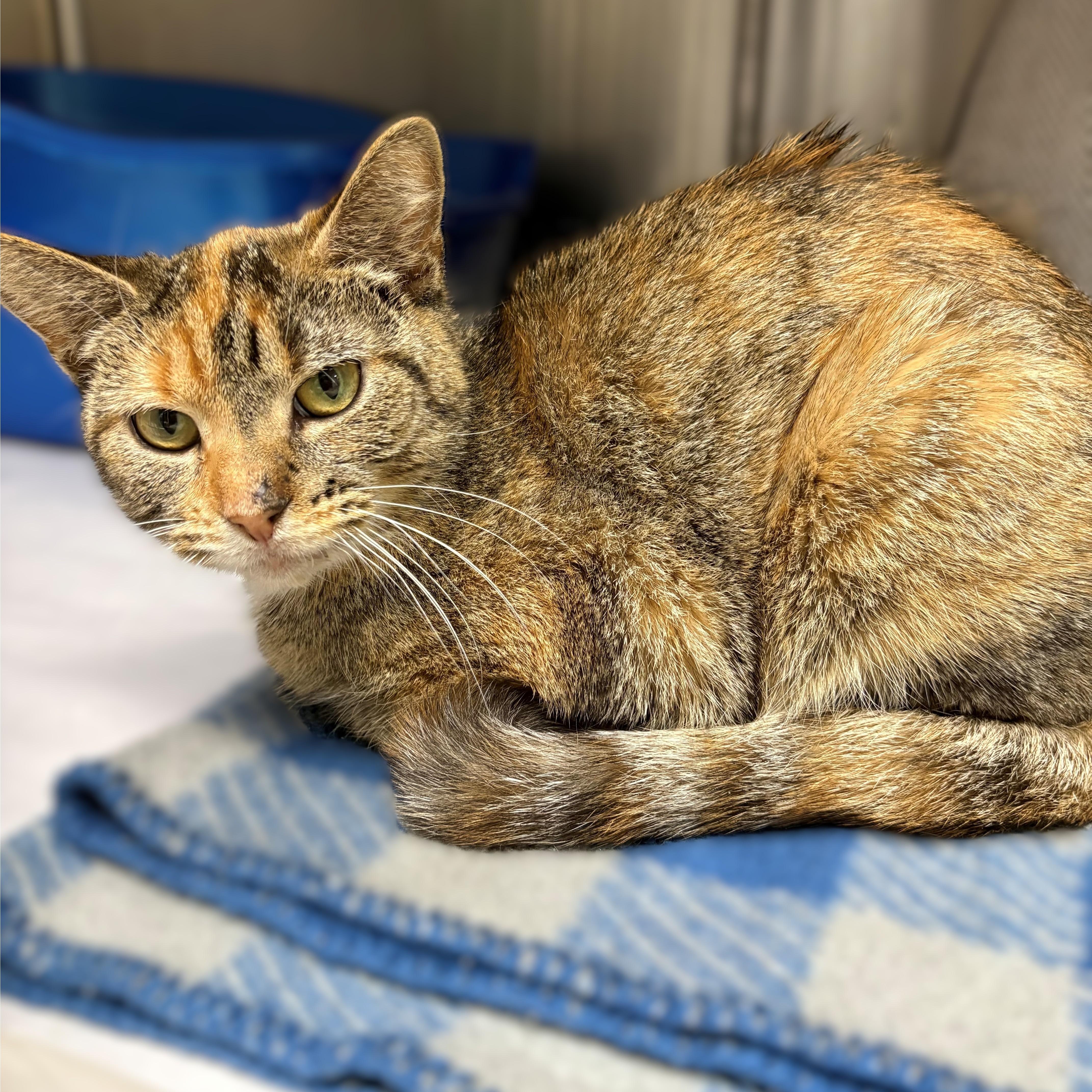 Enlarge Two Socks- #50452, a ADOPTABLE Domestic Short Hair in Columbia, MD image 3/3