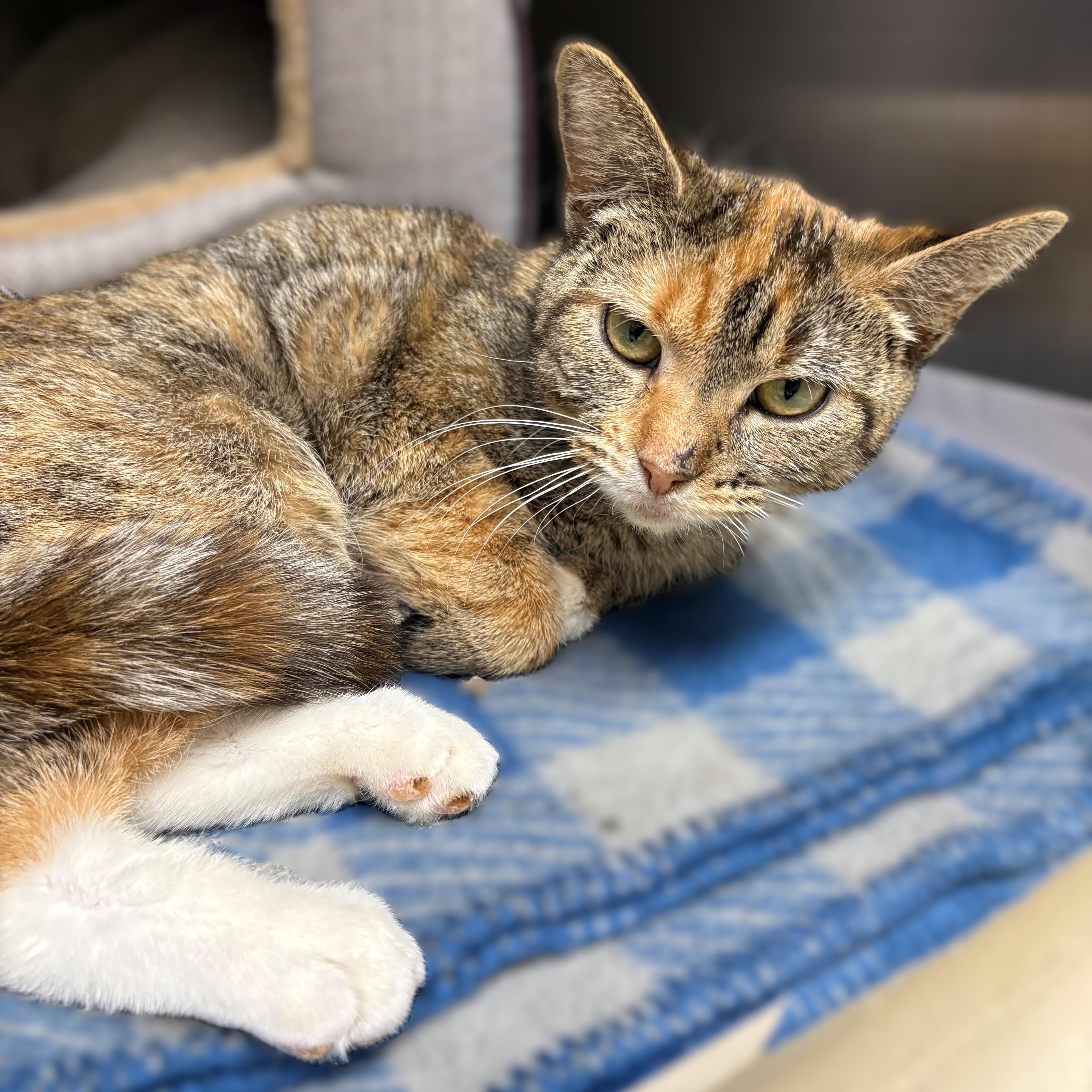 Enlarge Two Socks- #50452, a ADOPTABLE Domestic Short Hair in Columbia, MD image 2/3