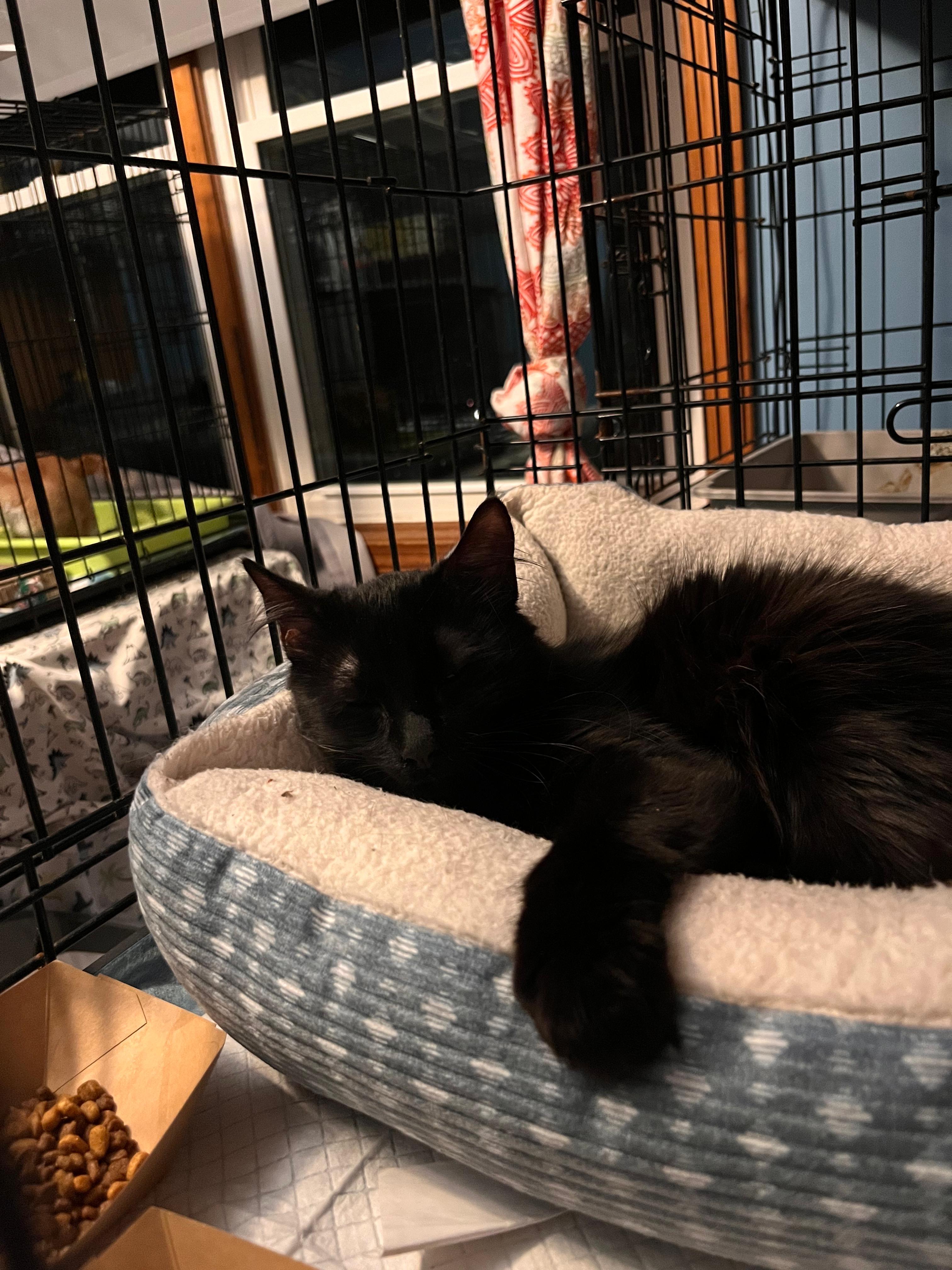Enlarge Astrid, a ADOPTABLE Domestic Medium Hair in New Britain, CT image 1/4