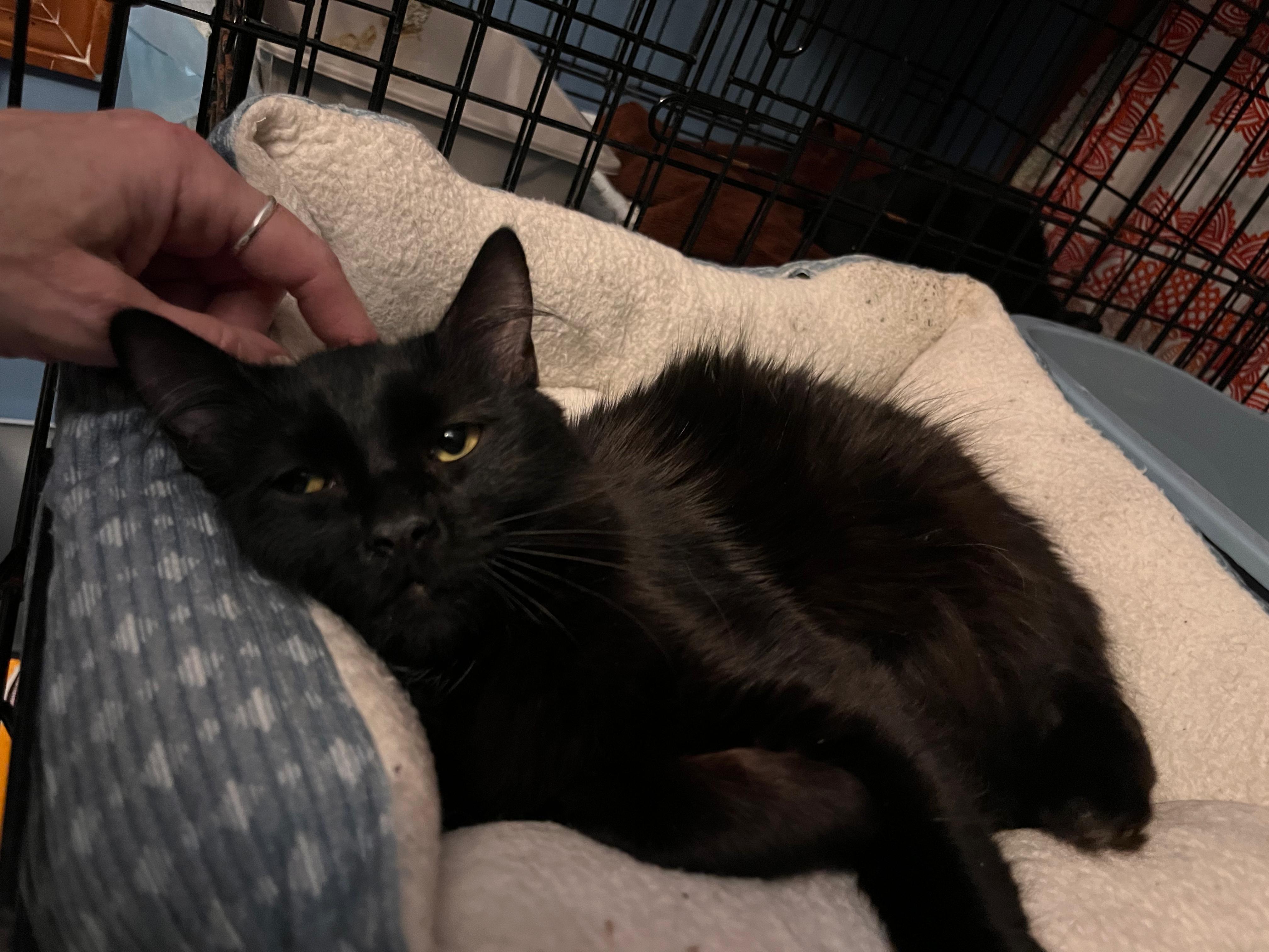 Enlarge Astrid, a ADOPTABLE Domestic Medium Hair in New Britain, CT image 2/4