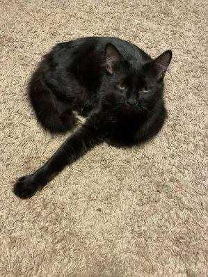 Enlarge Astrid, a ADOPTABLE Domestic Medium Hair in New Britain, CT image 4/4