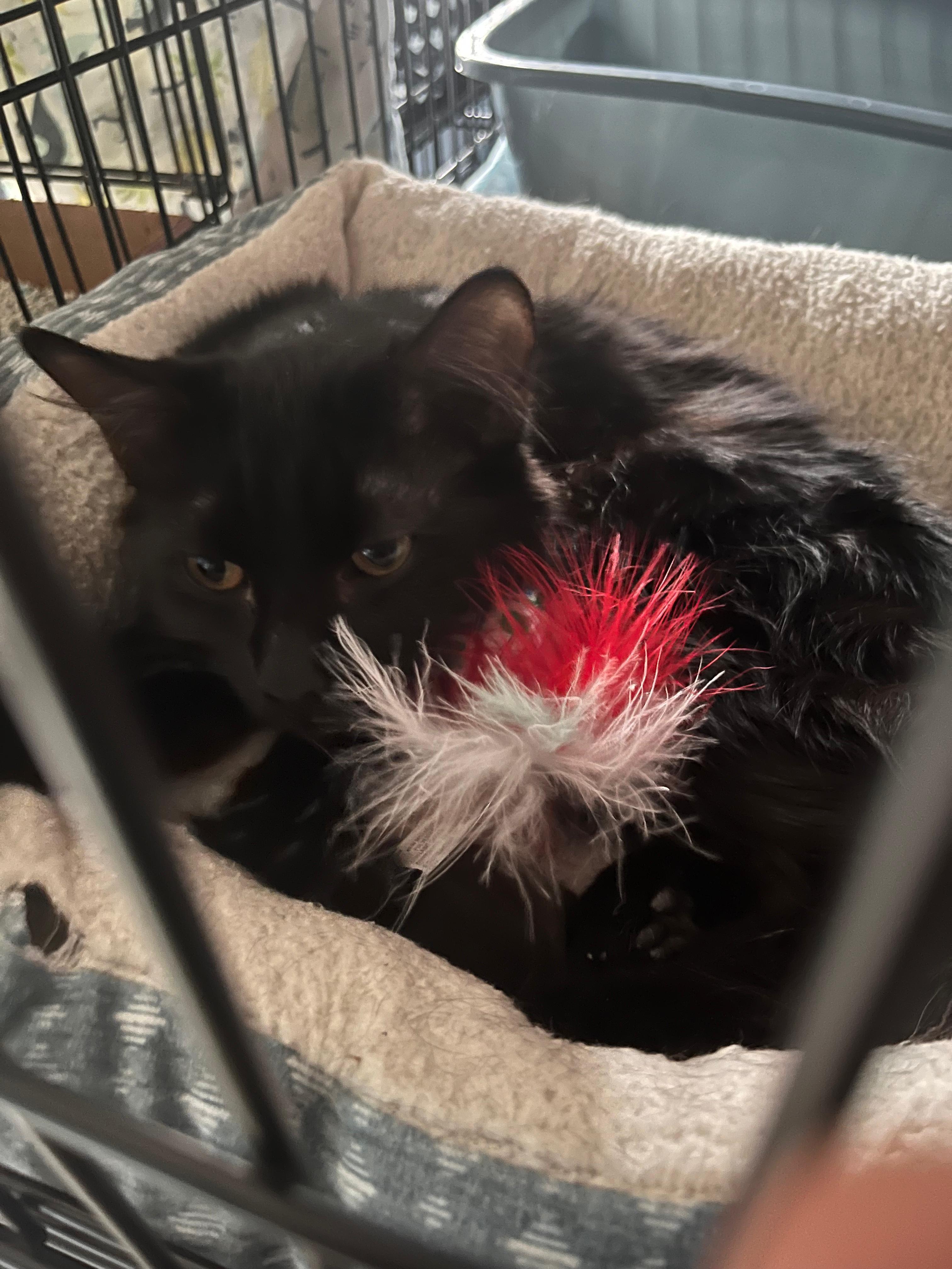 Enlarge Astrid, a ADOPTABLE Domestic Medium Hair in New Britain, CT image 3/4