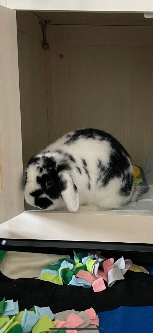 Enlarge Oreo (Pen 6), a Adopted American Fuzzy Lop in LAS VEGAS, NV image 1/1