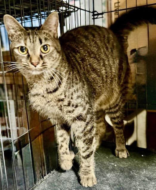 Carrington polytoes, Adoptable, Adult Male Extra-Toes Cat / Hemingway Polydactyl.