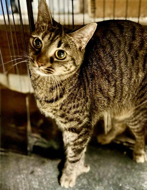 Enlarge Carrington polytoes, a Adoptable Extra-Toes Cat / Hemingway Polydactyl in Jackson, GA image 2/3