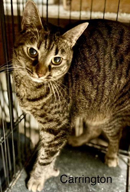 Enlarge Carrington polytoes, a Adoptable Extra-Toes Cat / Hemingway Polydactyl in Jackson, GA image 3/3