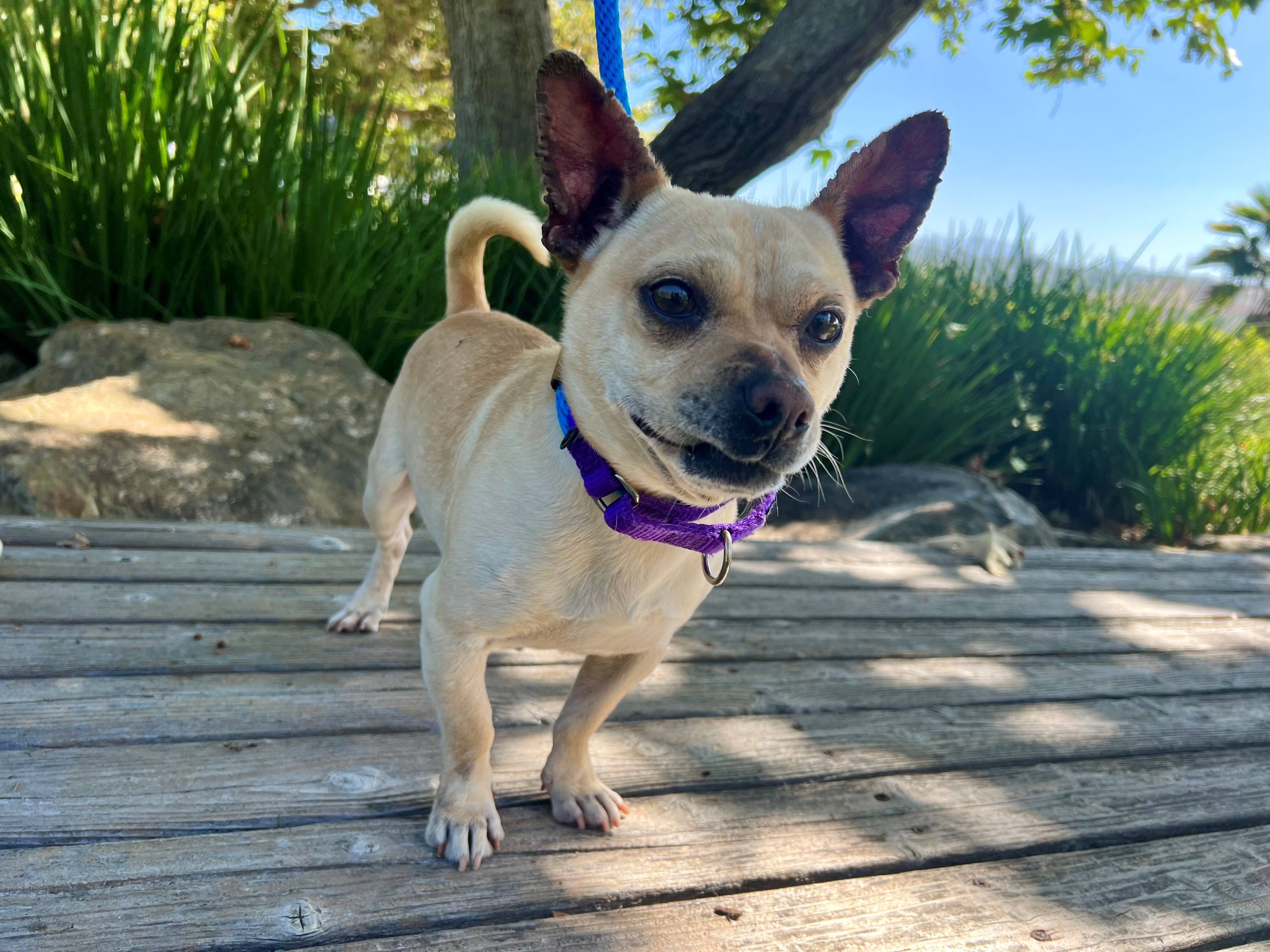Enlarge Bumper, a Adopted Chihuahua in Mission Viejo, CA image 1/1