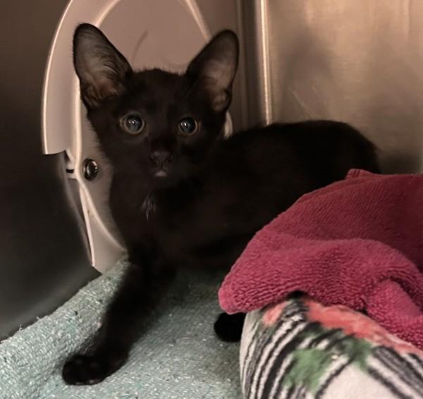 Enlarge Paprika, a Adoptable mixed breed in Oceanside, CA image 1/1