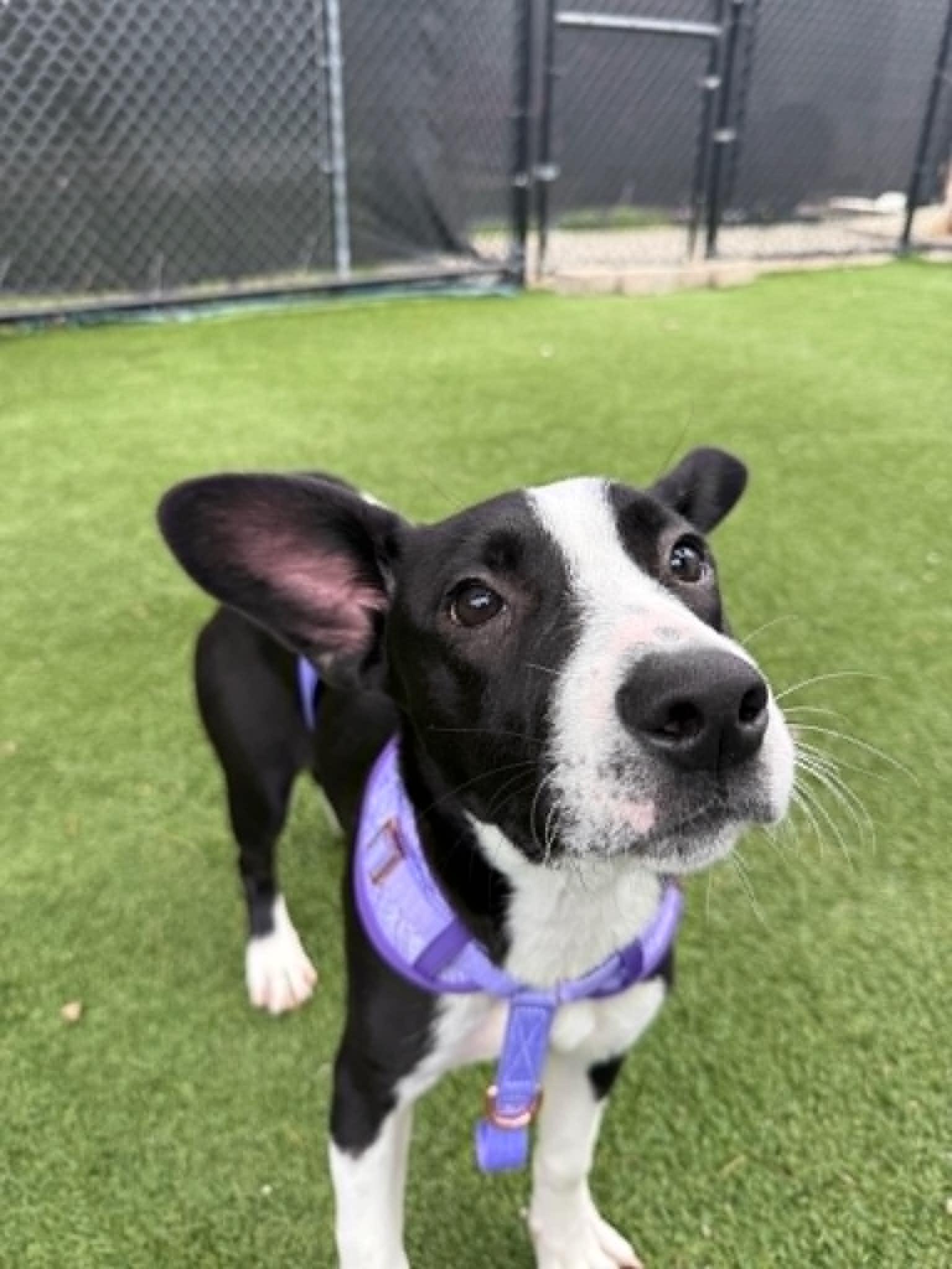 Lily Pad, an adoptable mixed breed in Groton, CT image 2/3