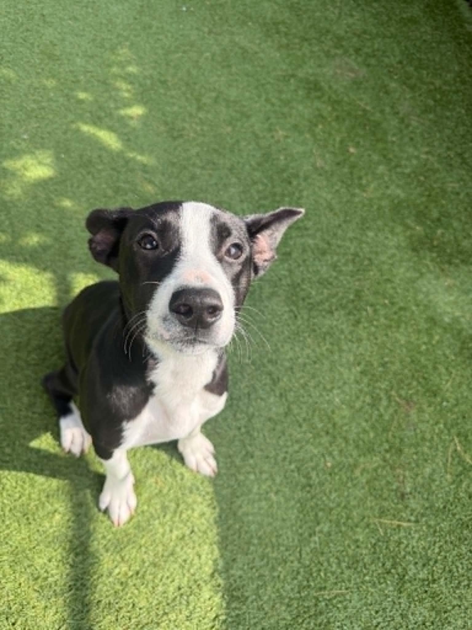 Lily Pad, an adoptable mixed breed in Groton, CT image 3/3