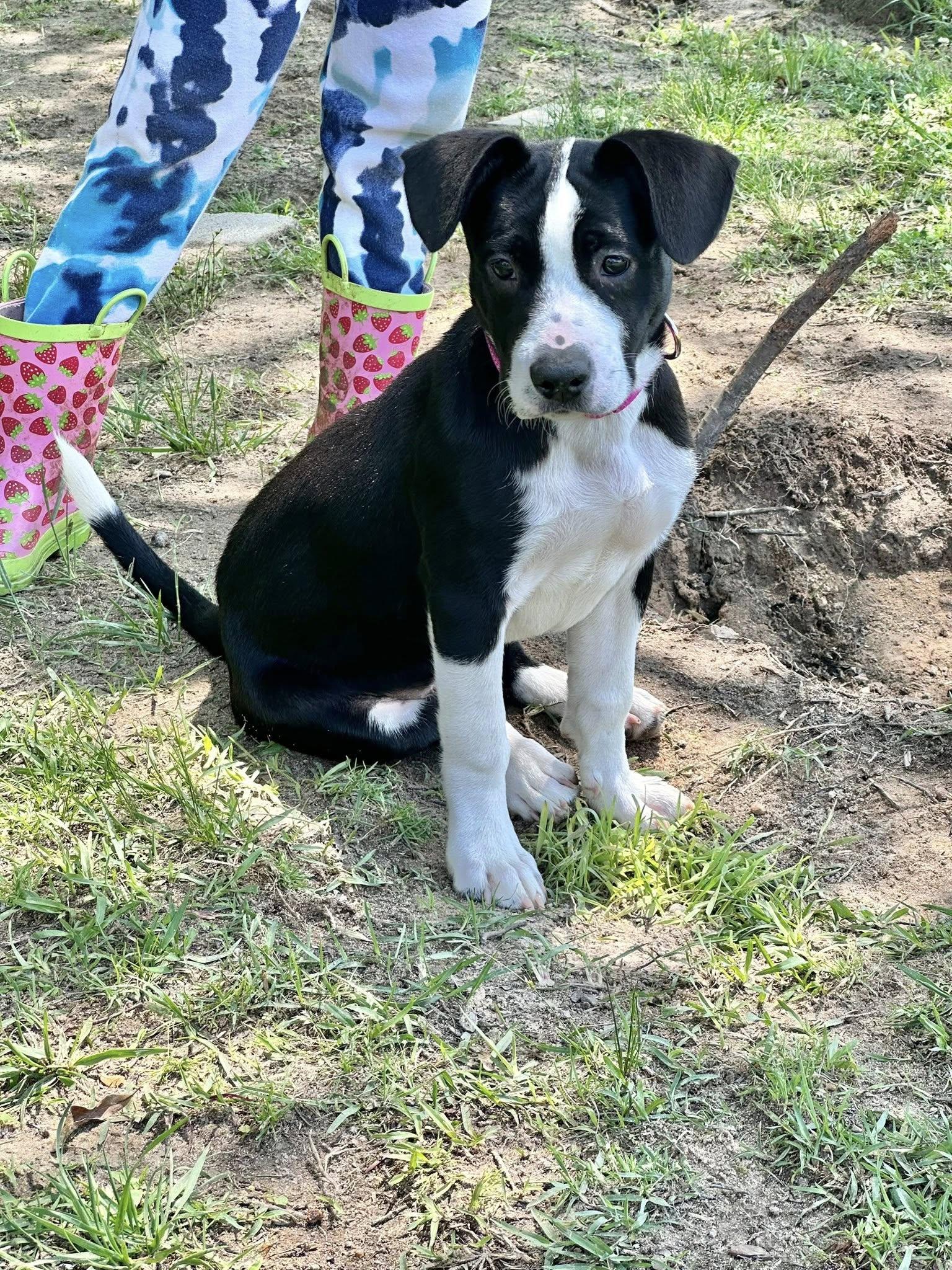 Enlarge Lily Pad, a ADOPTABLE mixed breed in Groton, CT image 1/1