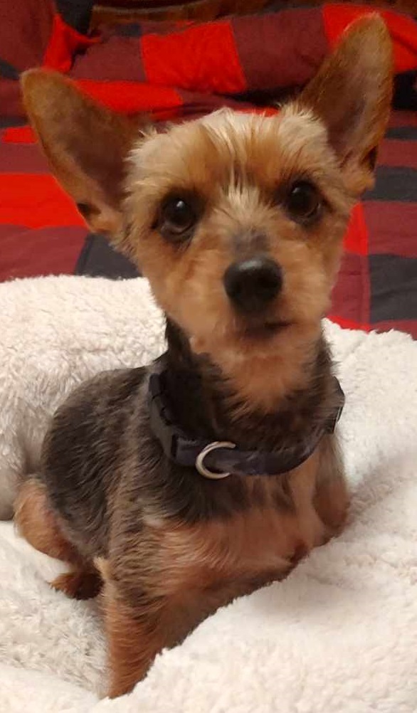 Enlarge Nemo, a Adoptable Yorkshire Terrier in Dallas, TX image 1/1