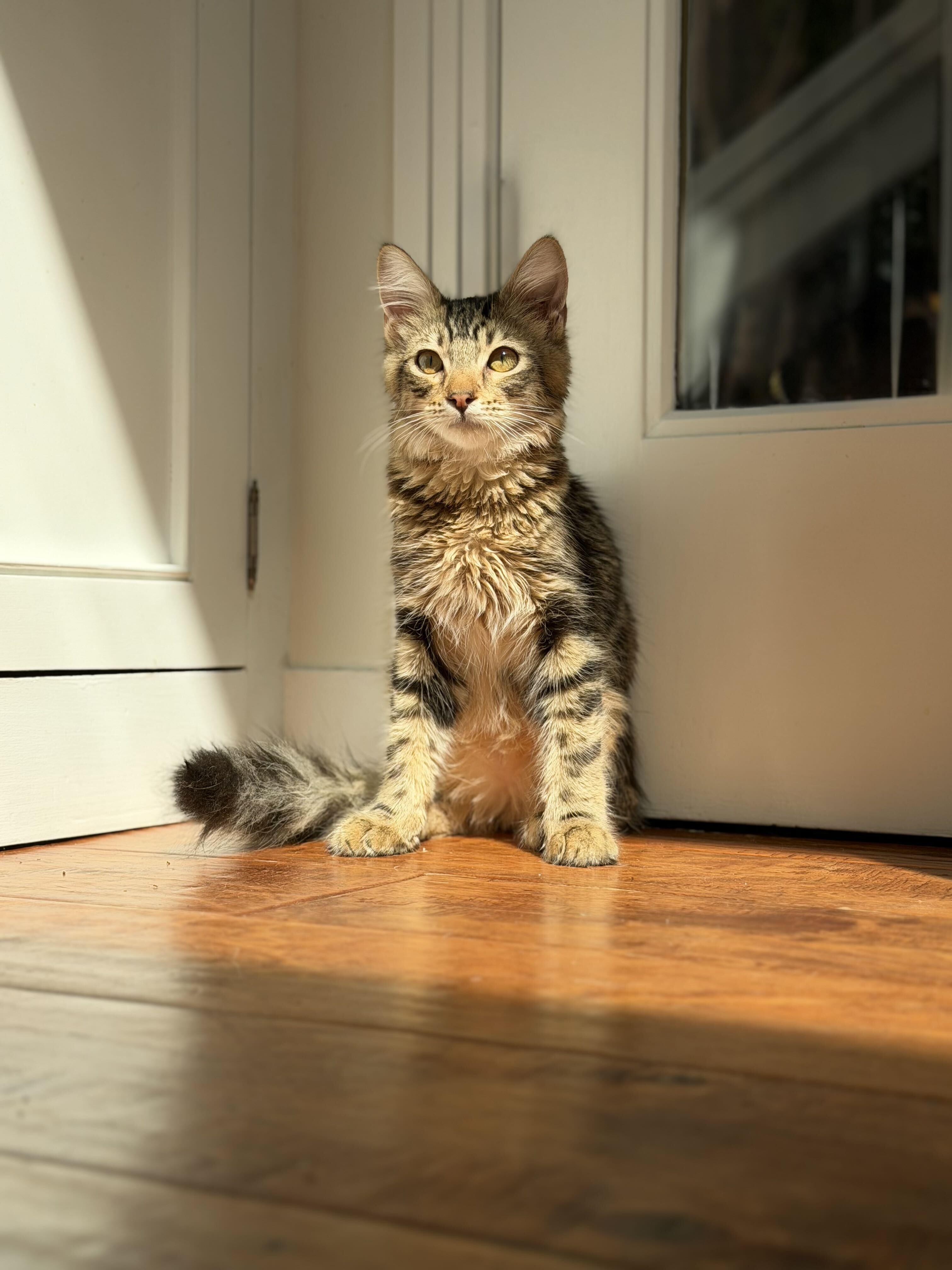 Enlarge Picante, a Adoptable mixed breed in Santa Monica, CA image 2/4