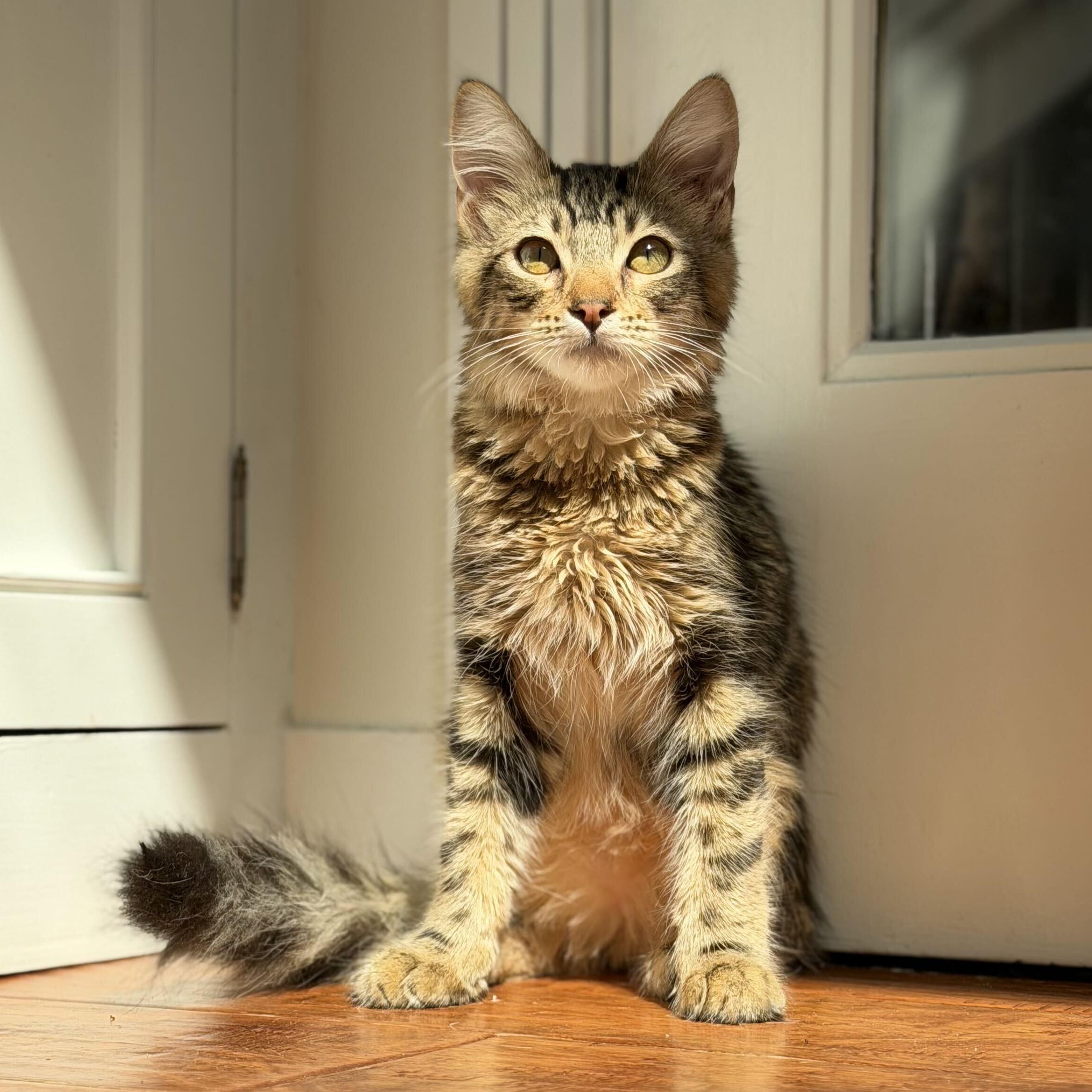 Picante, Adoptable, Young Male Domestic Medium Hair & Tabby.