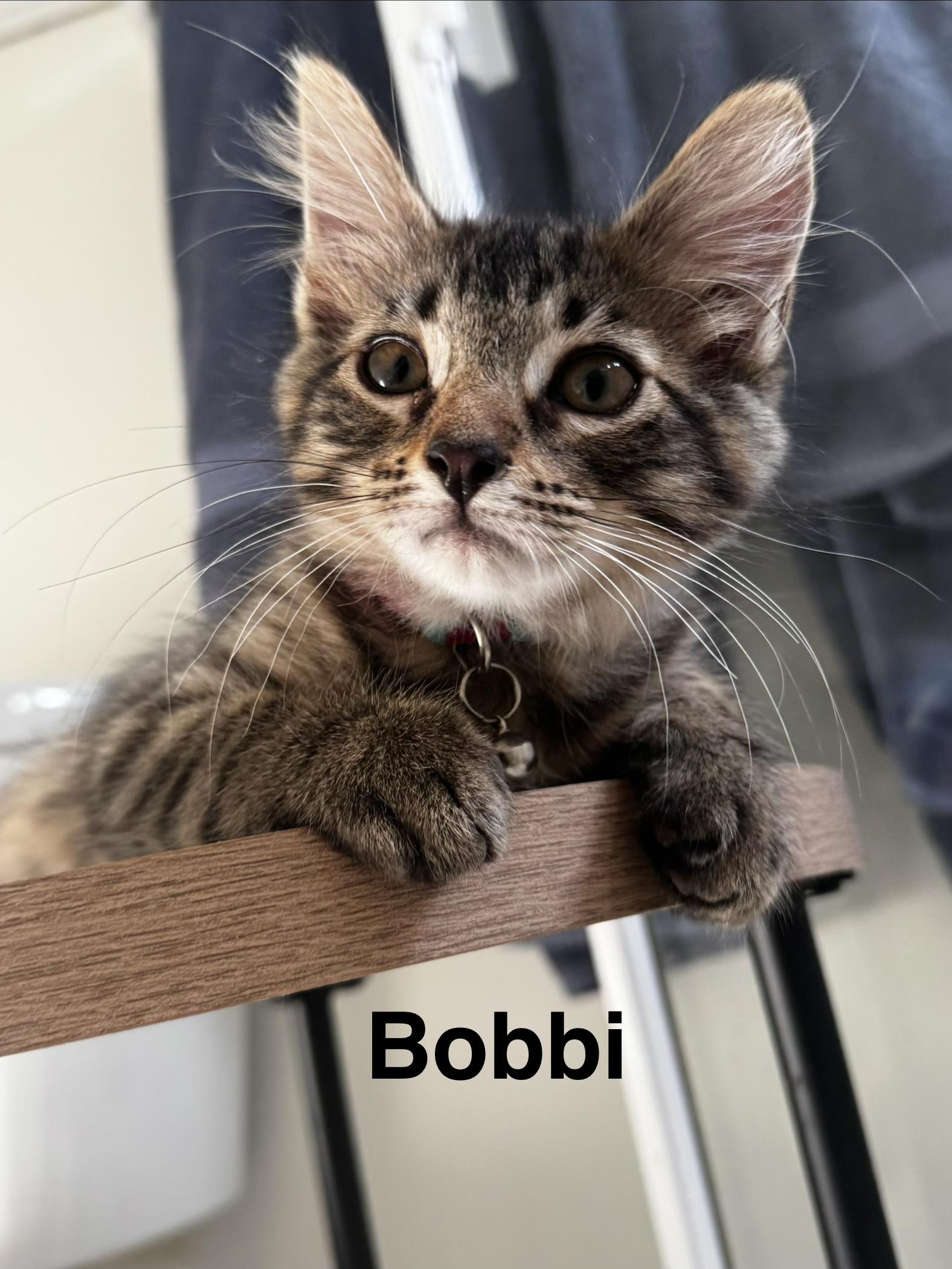 Bobbi, ADOPTABLE, Young Female Domestic Medium Hair.