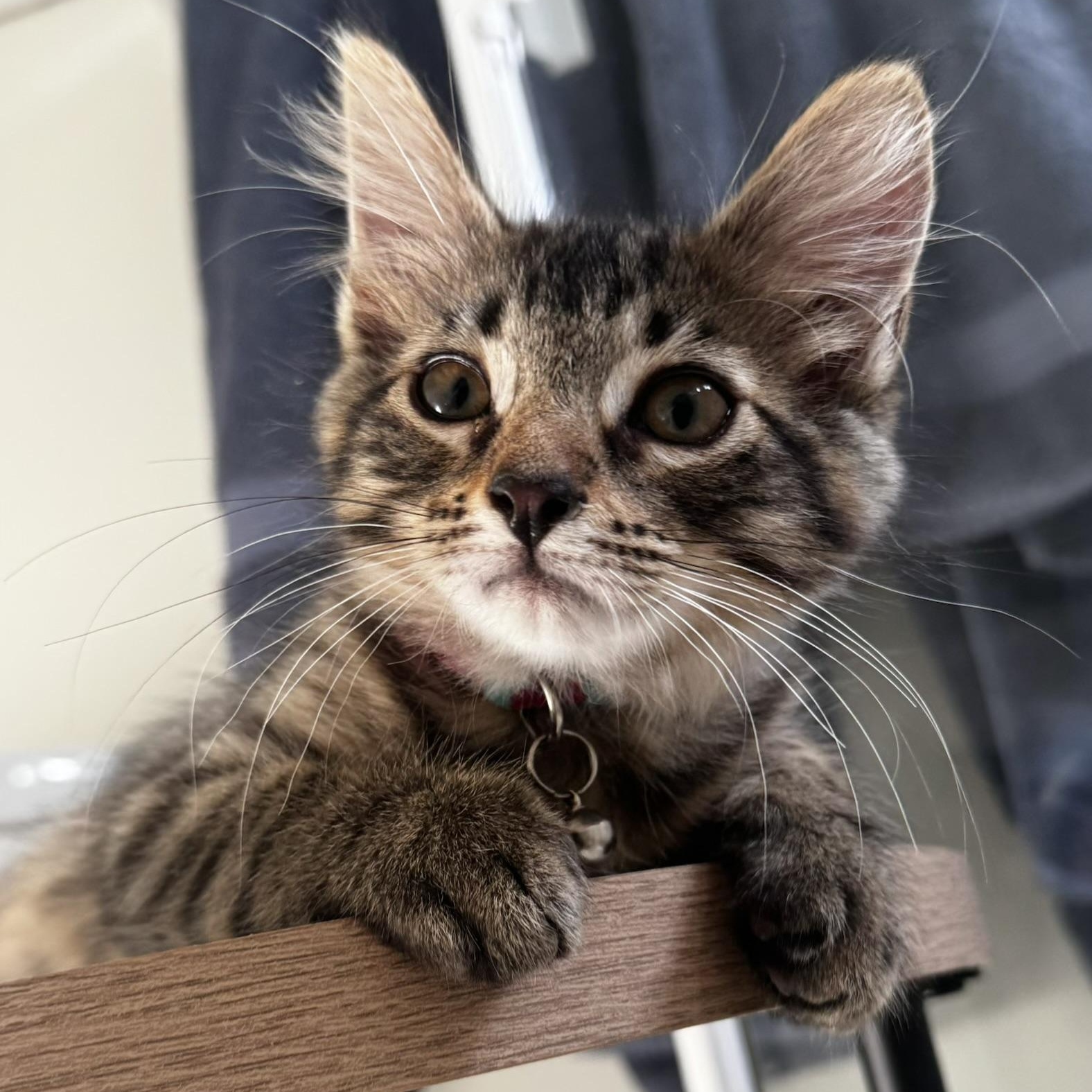 Enlarge Picante, a Adoptable mixed breed in Santa Monica, CA image 1/1