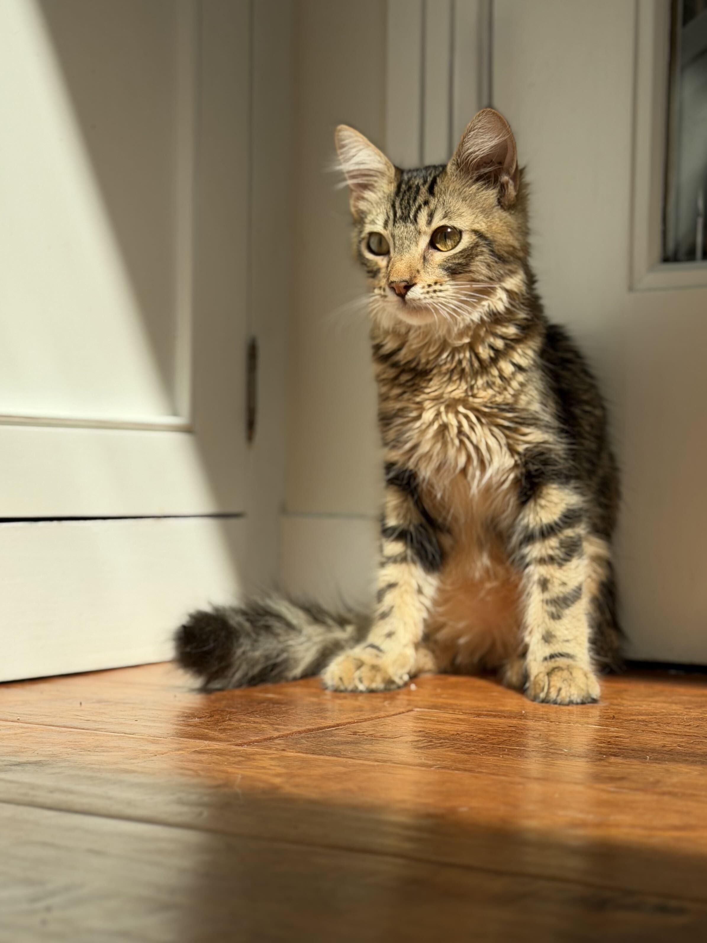 Enlarge Picante, a Adoptable mixed breed in Santa Monica, CA image 4/4