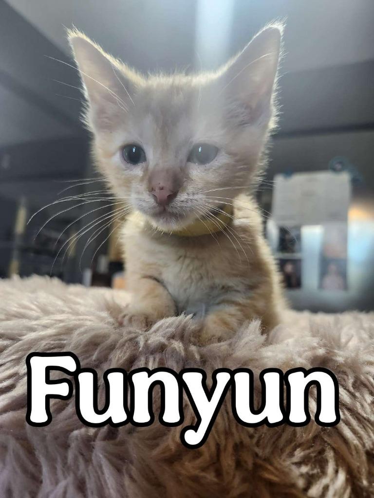 Funyun, Adoptable, Kitten Male Domestic Short Hair.