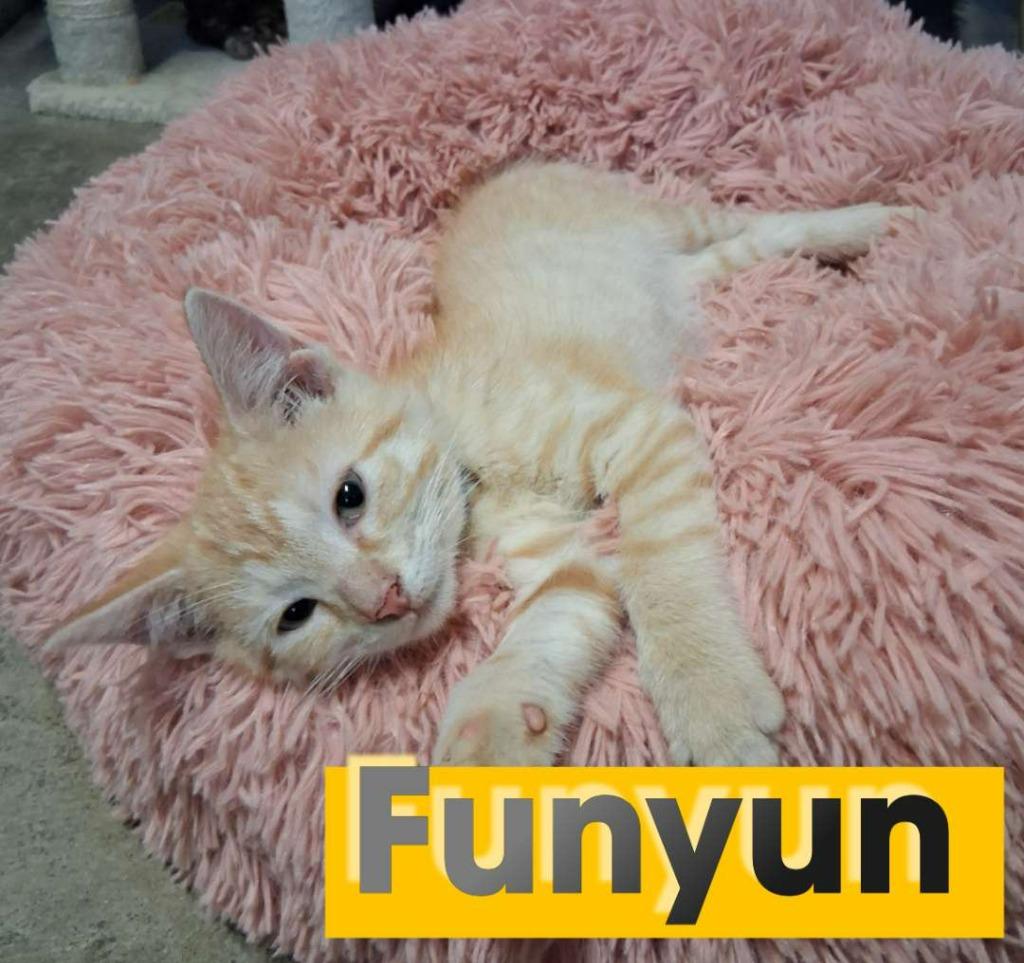 Enlarge Funyun, a Adoptable Domestic Short Hair in Hillsboro, OH image 2/2